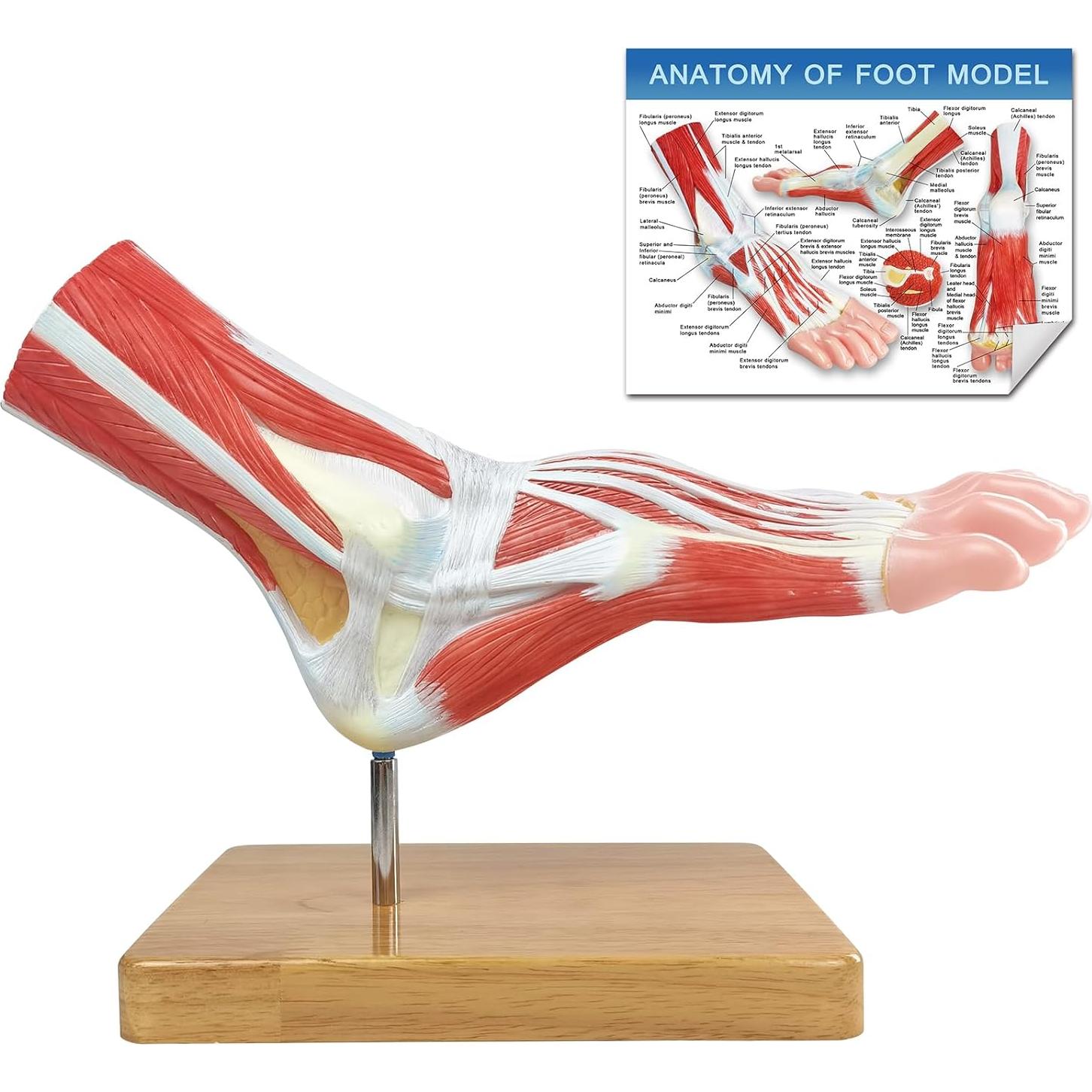 Modelo Anatómico del Pie Humano EVOTECH SCIENTIFIC 21.5cm