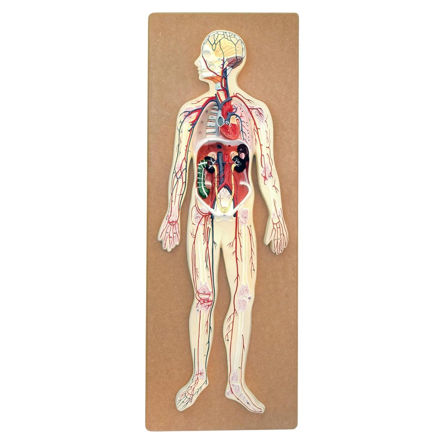 Modelo Circulatorio Humano Eisco Labs 1/2 Tamaño Natural