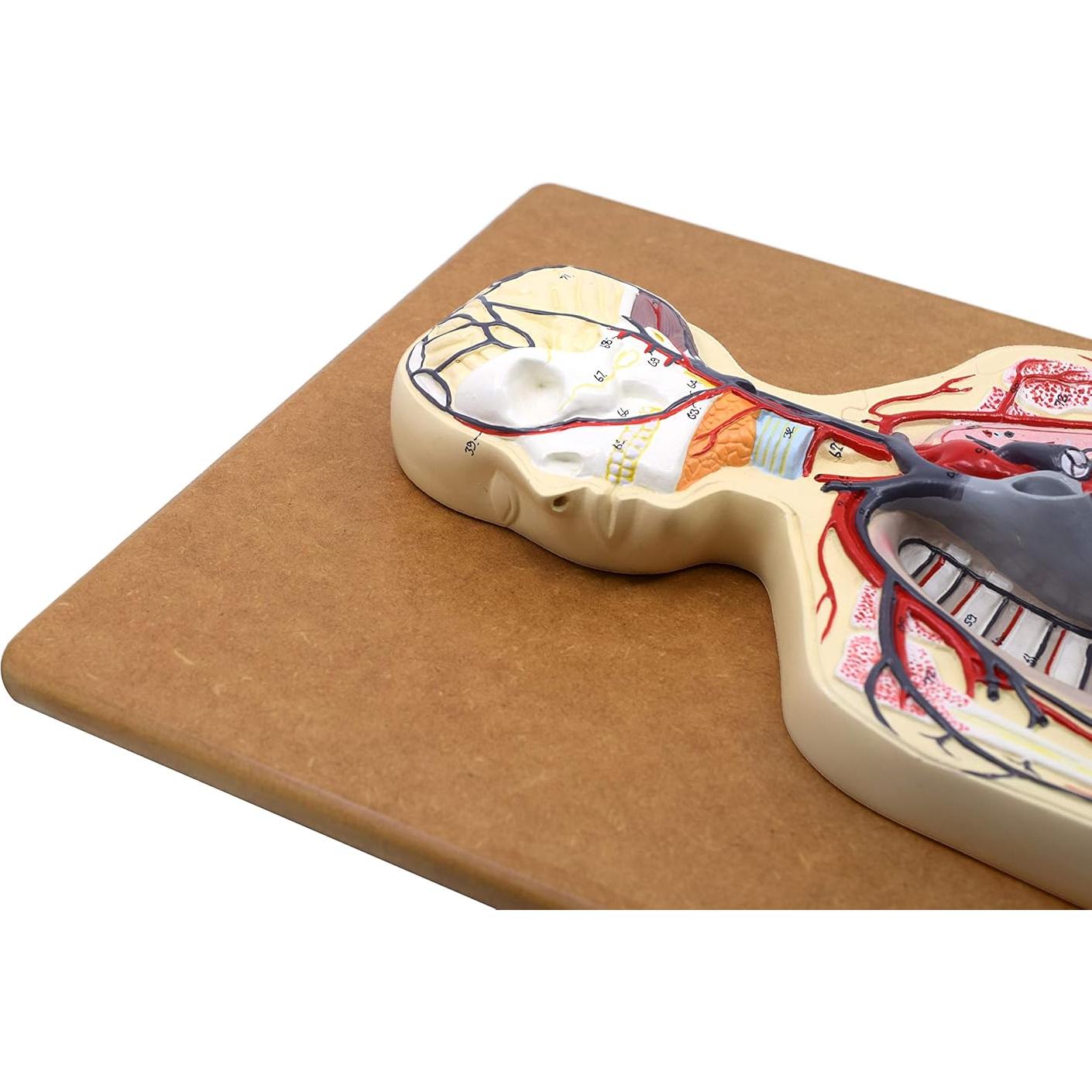 Modelo Circulatorio Humano Eisco Labs 1/2 Tamaño Natural