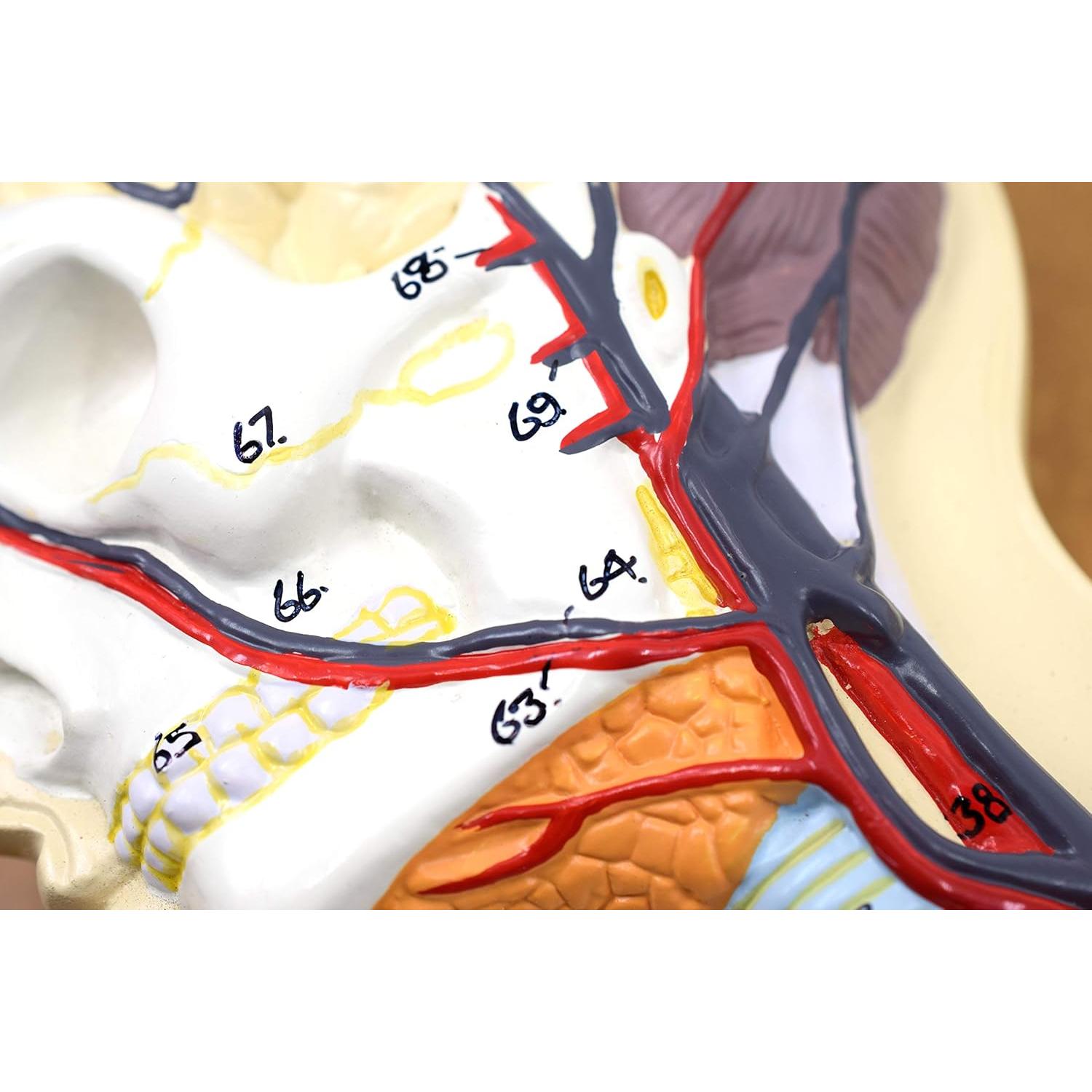 Modelo Circulatorio Humano Eisco Labs 1/2 Tamaño Natural