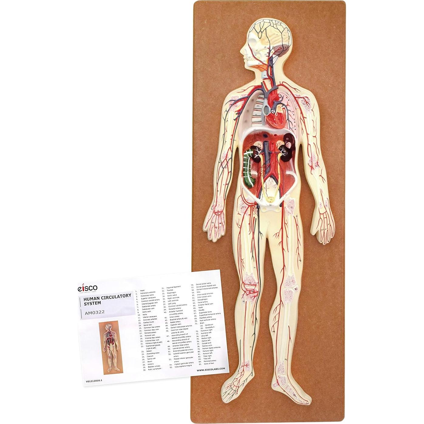 Modelo Circulatorio Humano Eisco Labs 1/2 Tamaño Natural