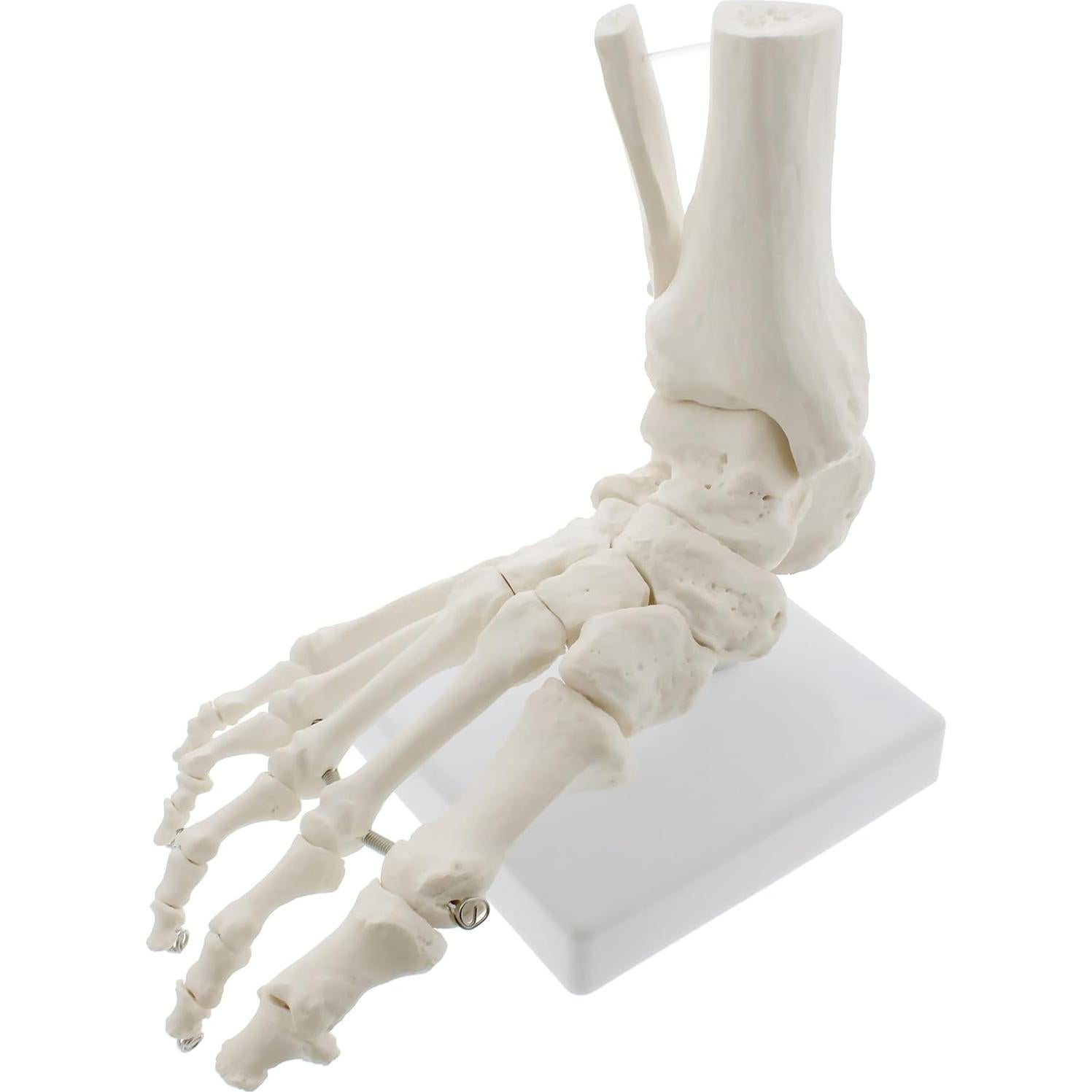 Modelo Esquelético de Pie Humano MonMed - Tamaño Real