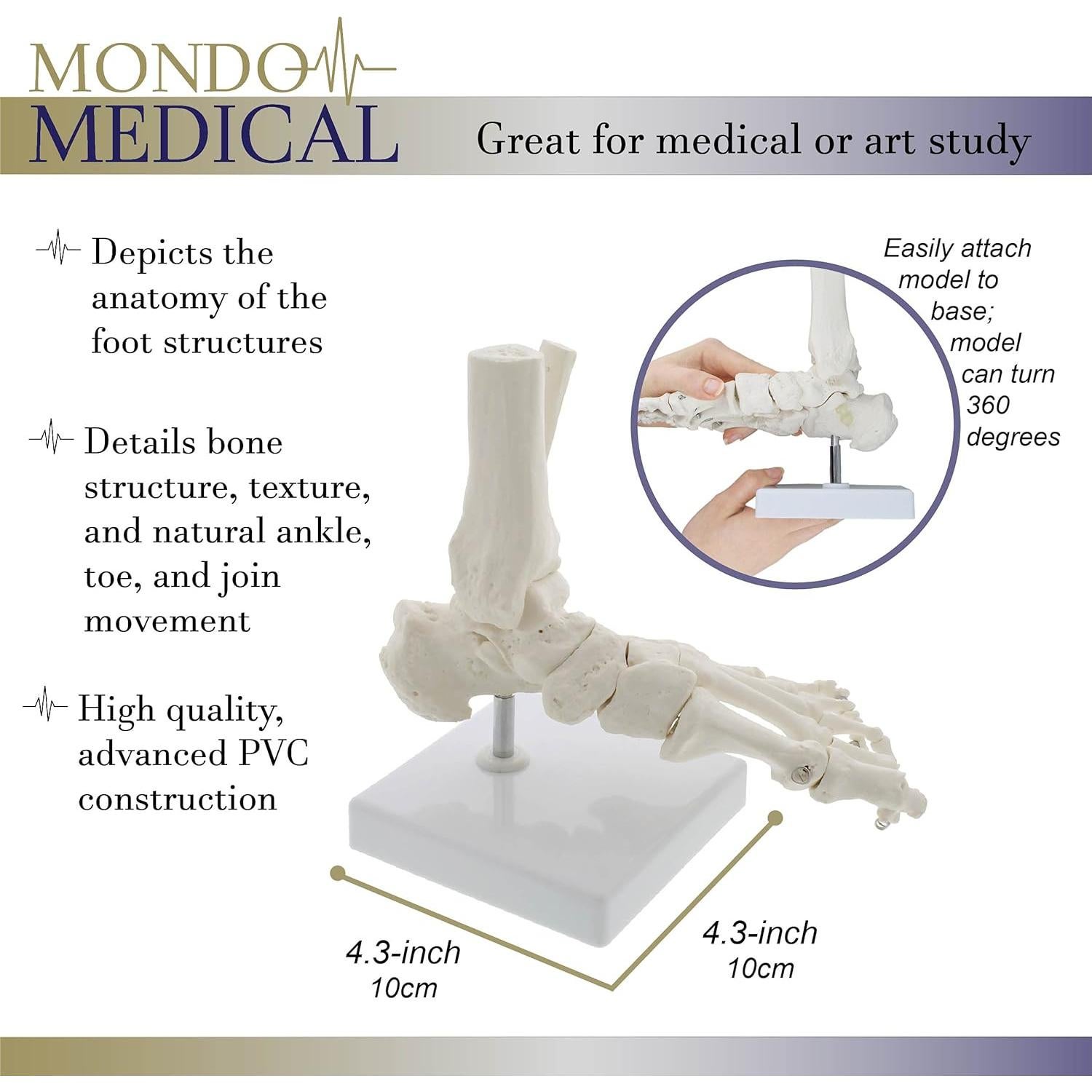 Modelo Esquelético de Pie Humano MonMed - Tamaño Real
