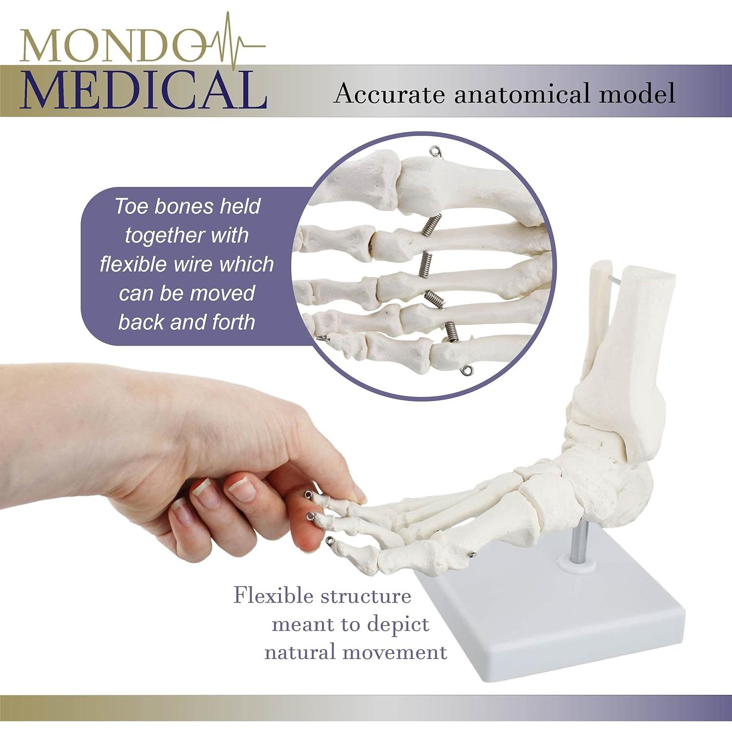 Modelo Esquelético de Pie Humano MonMed - Tamaño Real