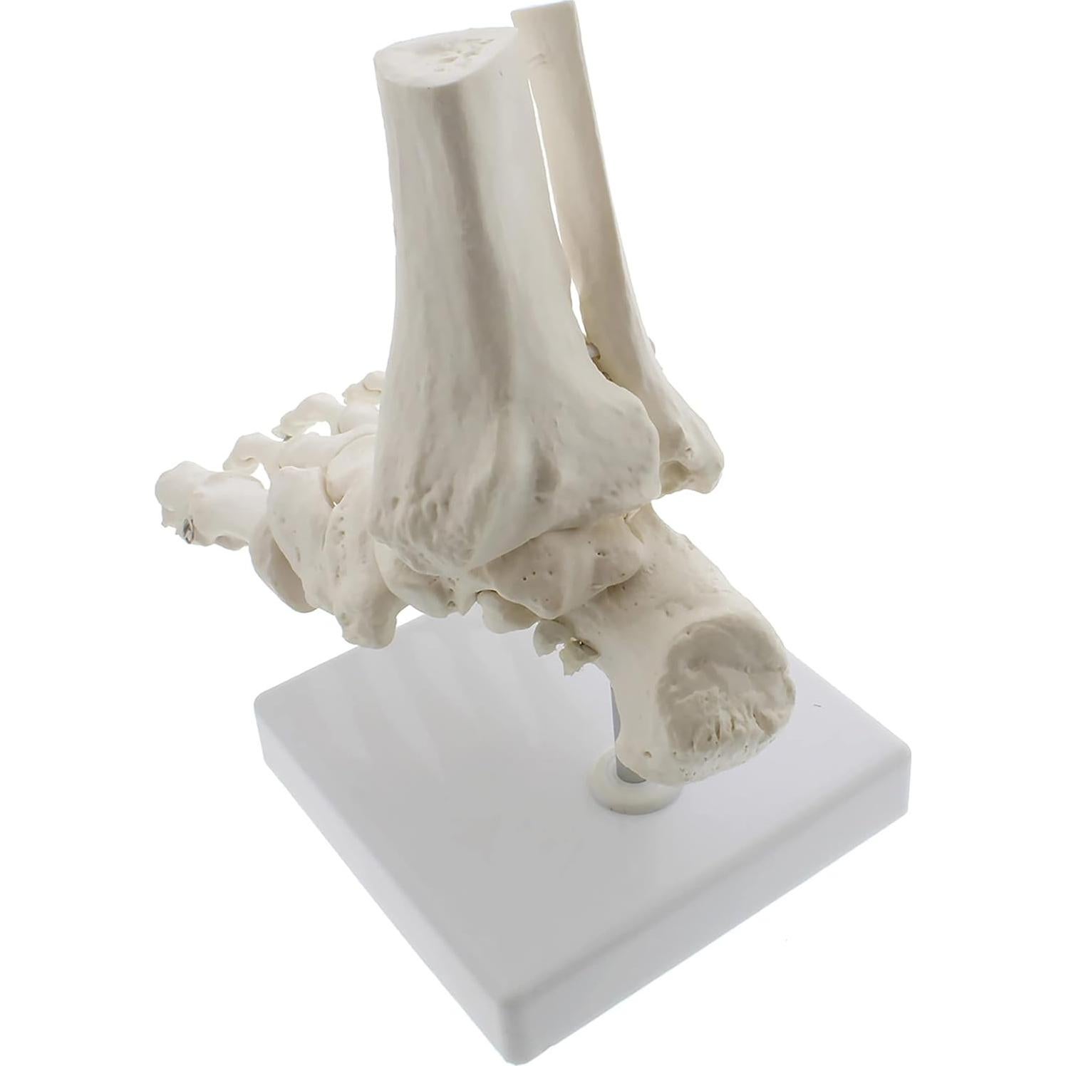 Modelo Esquelético de Pie Humano MonMed - Tamaño Real