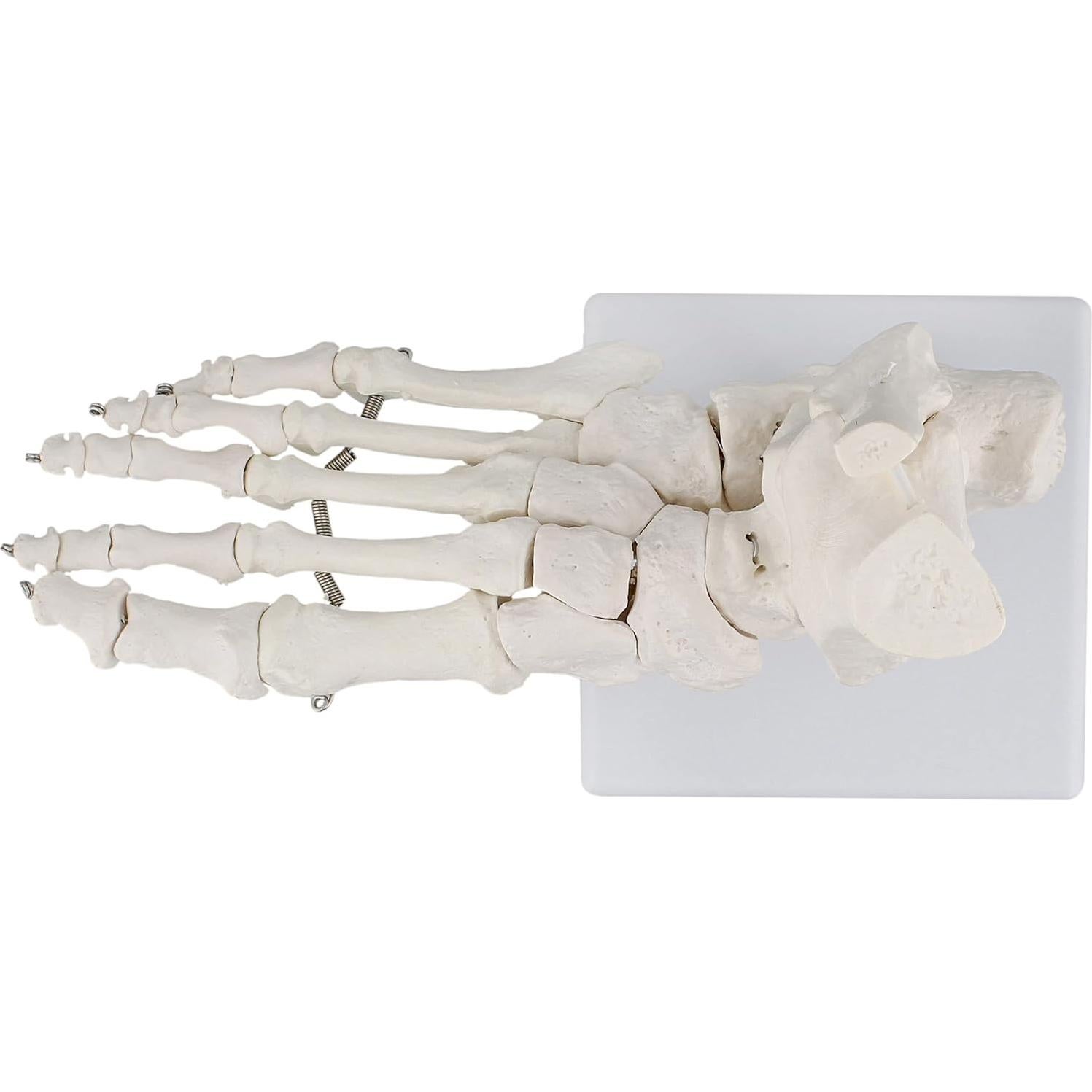 Modelo Esquelético de Pie Humano MonMed - Tamaño Real