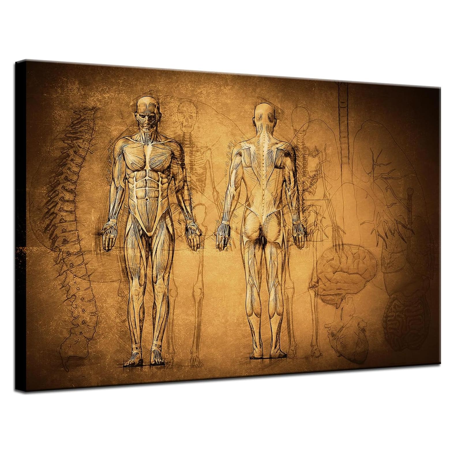 Póster Vintage Sistema Muscular y Esqueleto KLVOS 60x90cm