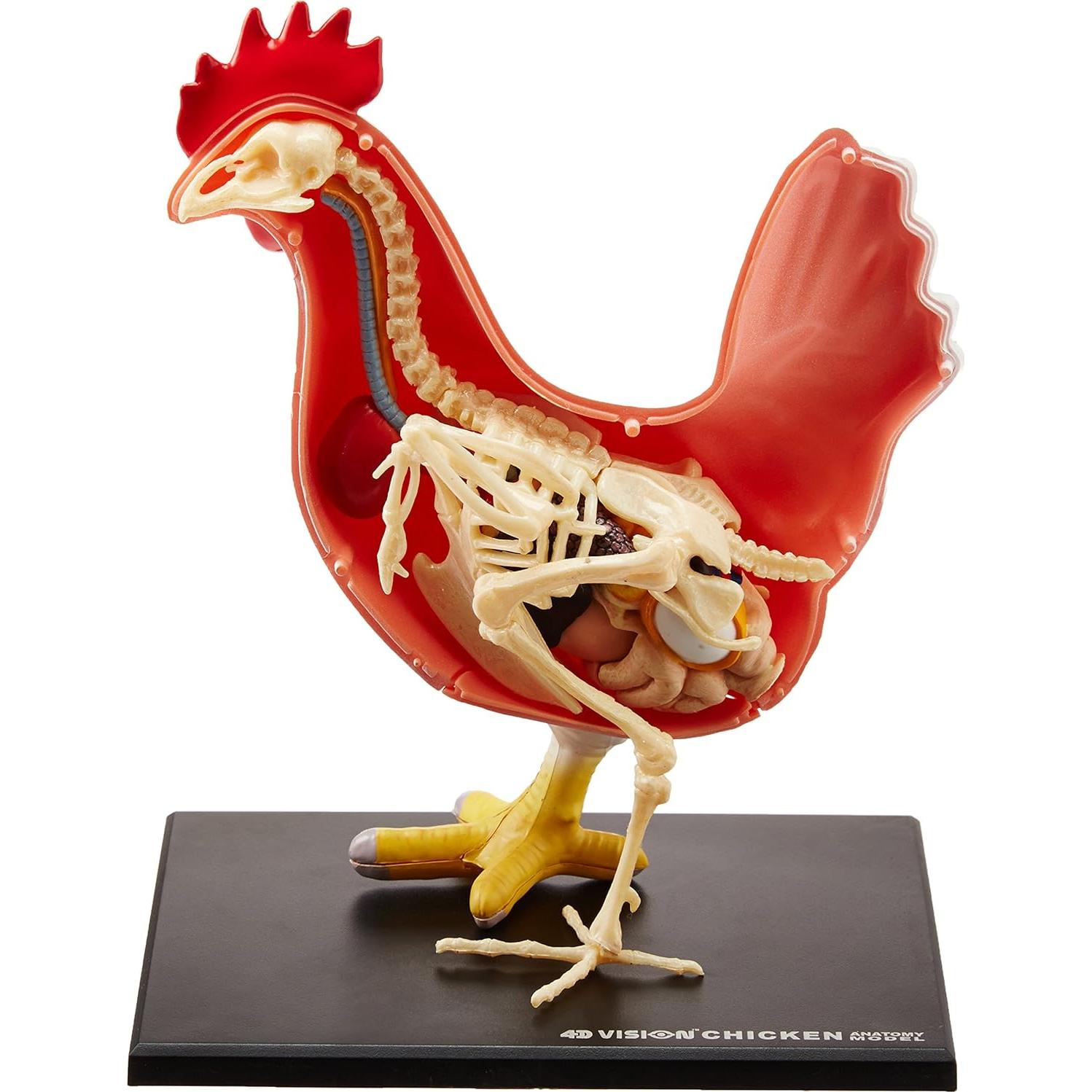 Modelo de Esqueleto y Anatomía de Pollo 4D Tedco - 32 Partes