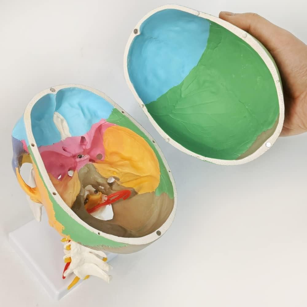 Modelo de Cráneo Merinden Natural con Vértices Cervicales