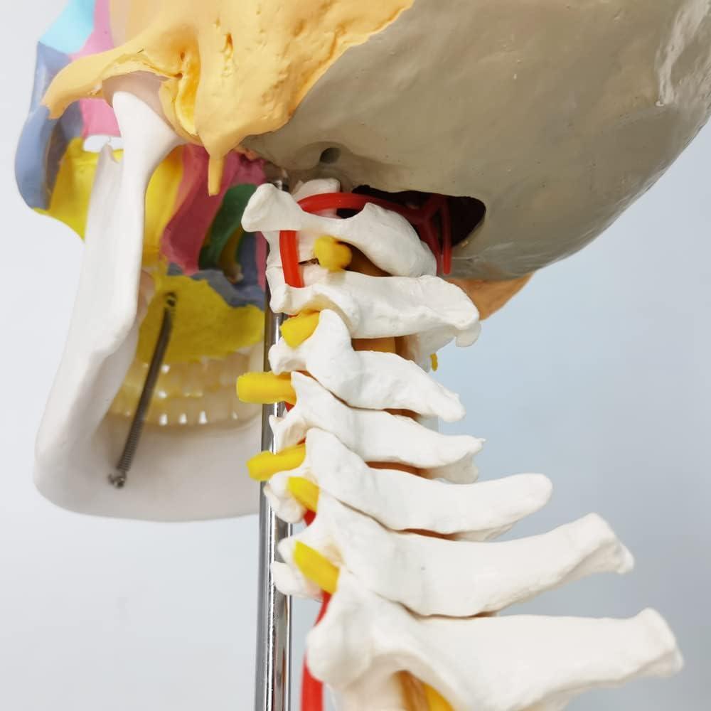 Modelo de Cráneo Merinden Natural con Vértices Cervicales