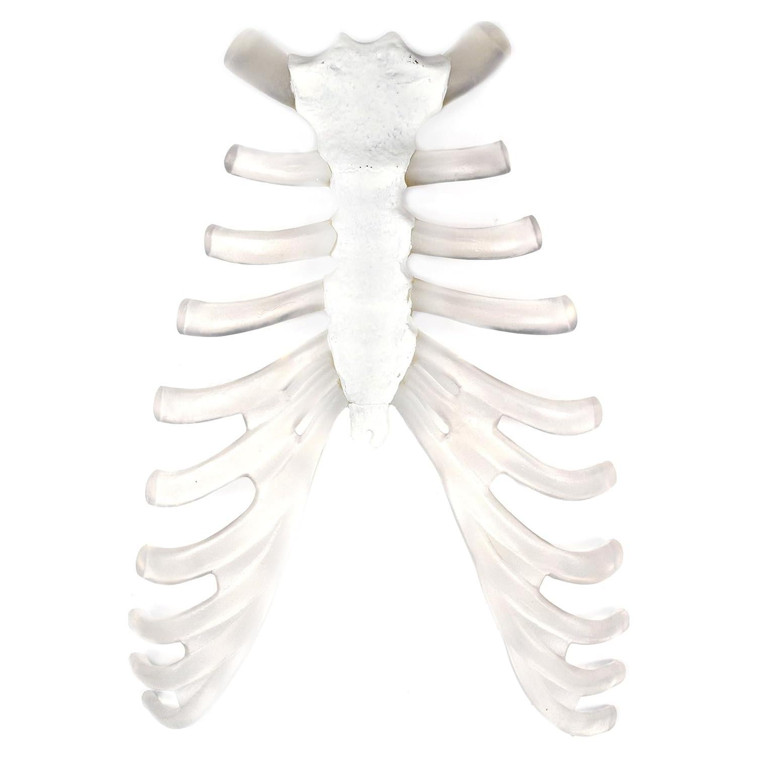 Modelo de Hueso Esternón Humano hBARSCI - Réplica Anatómica PVC