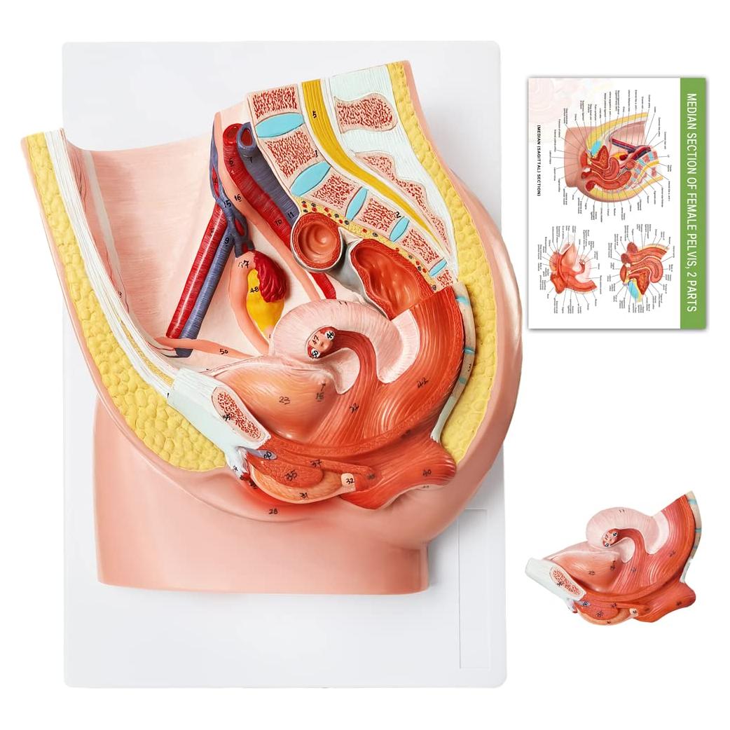 Modelo de Anatomía Reproductiva Femenina HADWYN 33x23cm