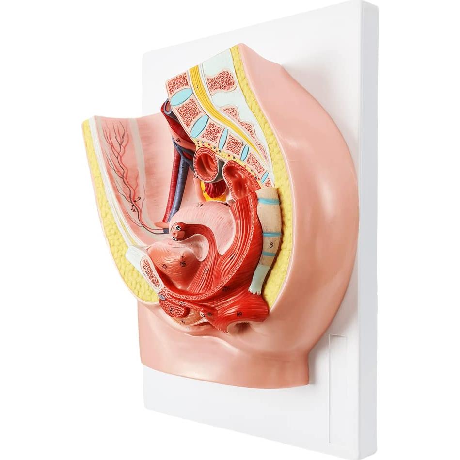 Modelo de Anatomía Reproductiva Femenina HADWYN 33x23cm