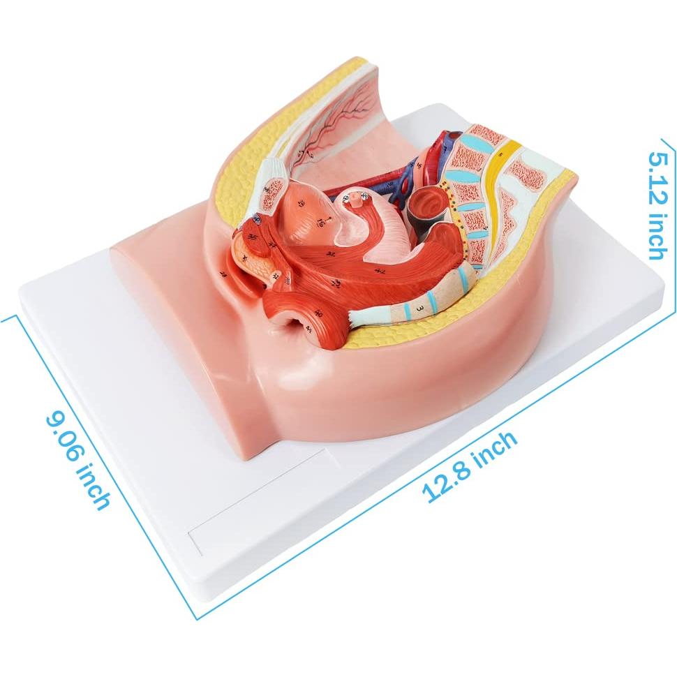Modelo de Anatomía Reproductiva Femenina HADWYN 33x23cm