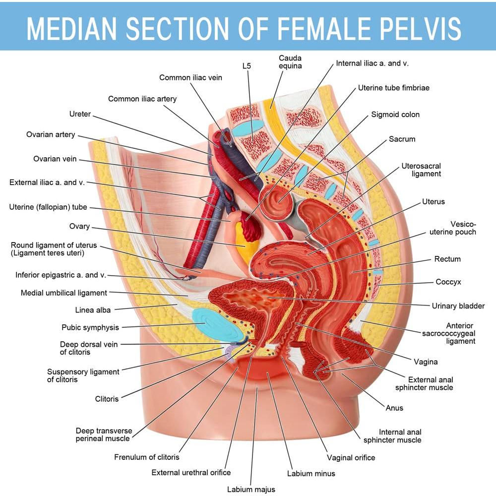 Modelo de Anatomía Reproductiva Femenina HADWYN 33x23cm