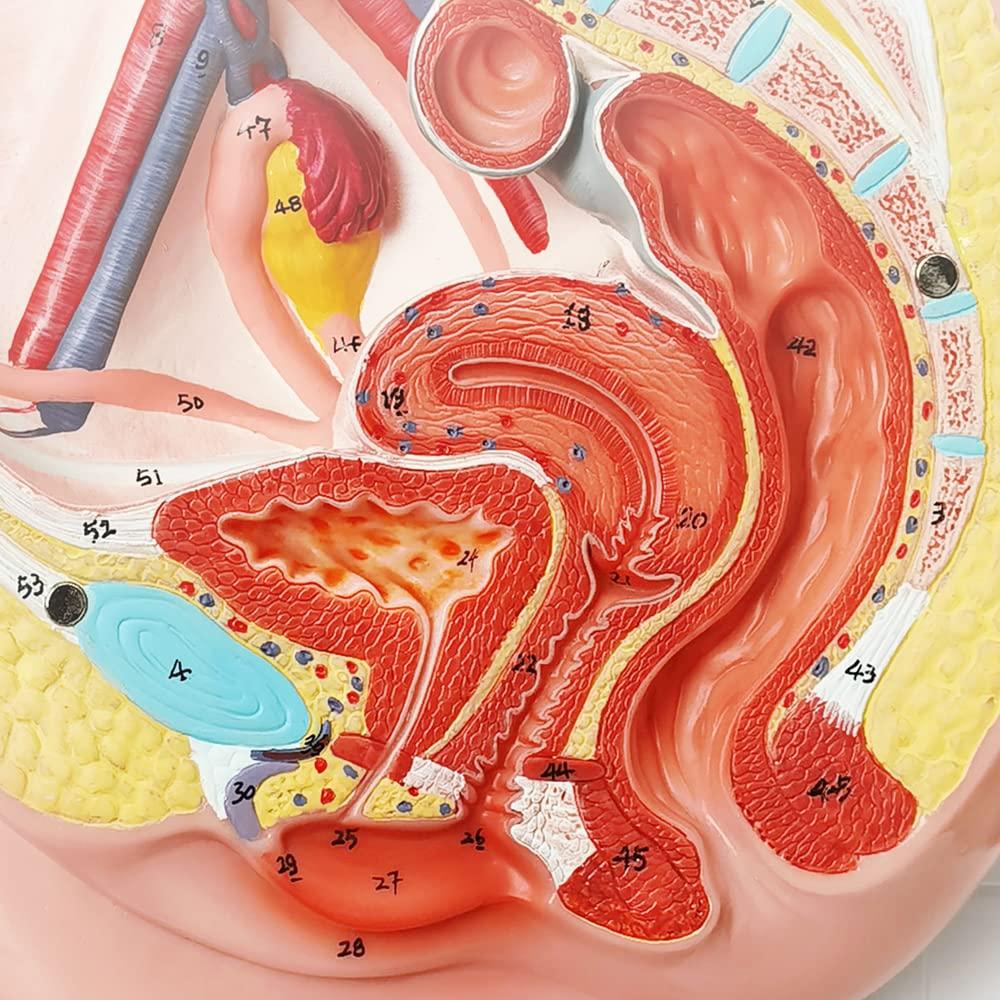 Modelo de Anatomía Reproductiva Femenina HADWYN 33x23cm