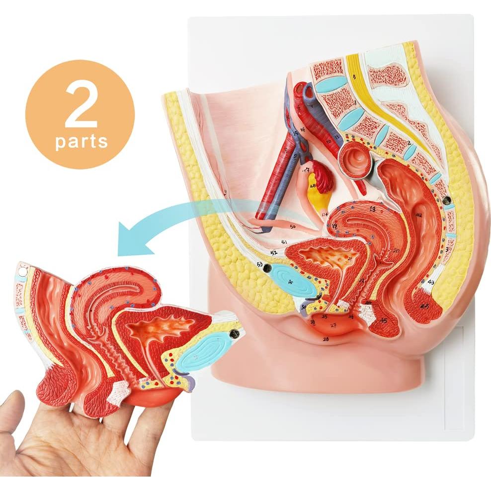 Modelo de Anatomía Reproductiva Femenina HADWYN 33x23cm