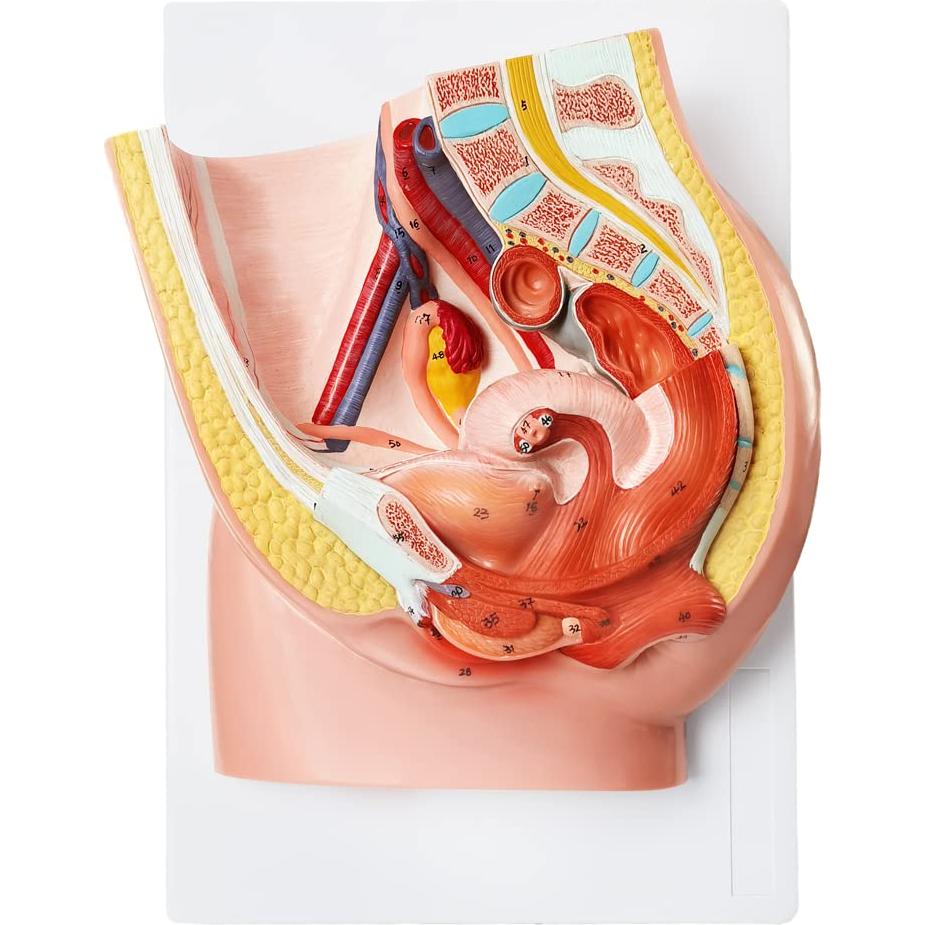 Modelo de Anatomía Reproductiva Femenina HADWYN 33x23cm