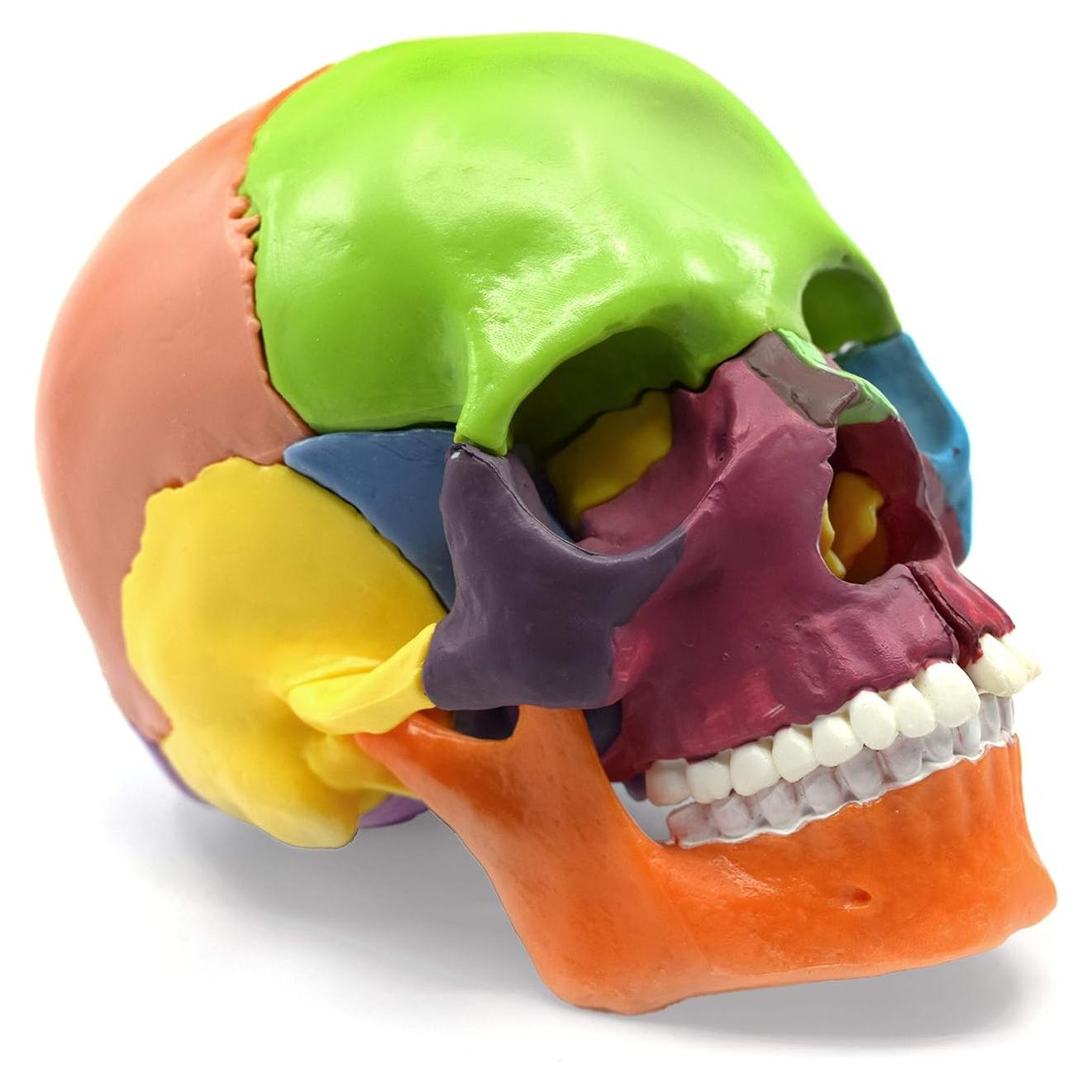 Modelo de Cráneo Didáctico Eisco Labs - Miniatura 15 Piezas