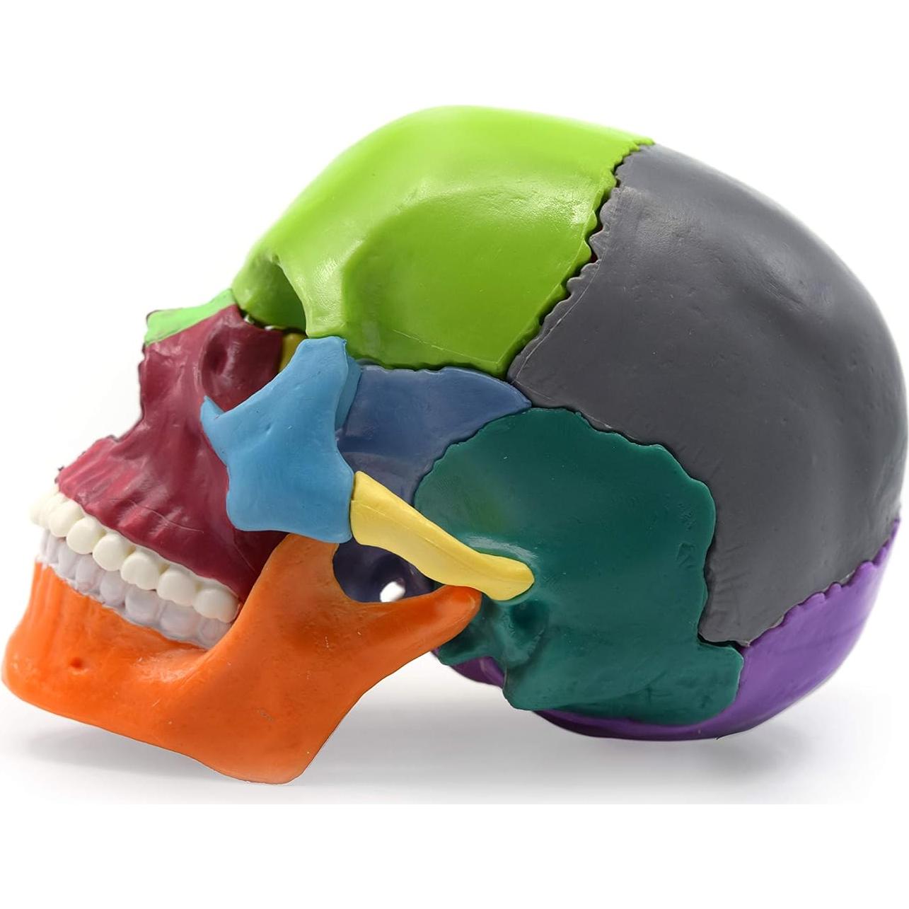 Modelo de Cráneo Didáctico Eisco Labs - Miniatura 15 Piezas