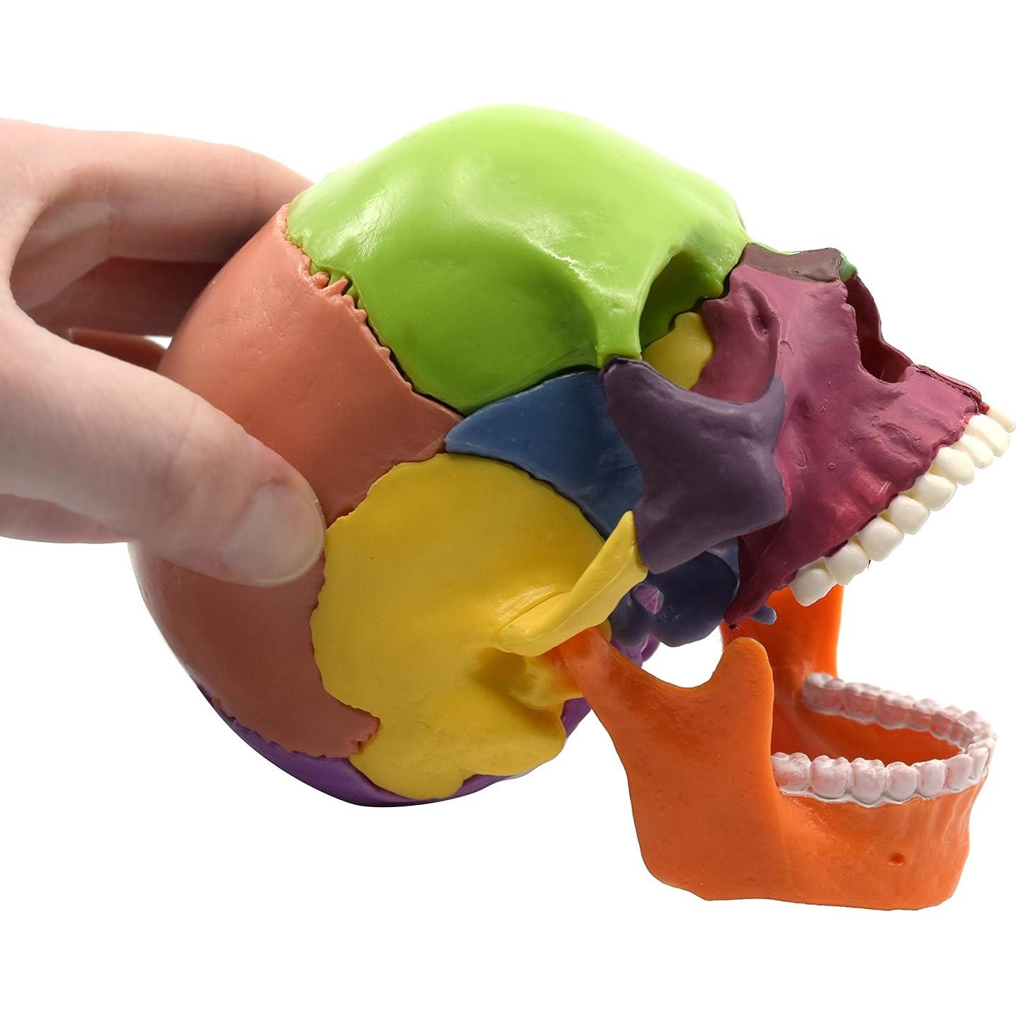 Modelo de Cráneo Didáctico Eisco Labs - Miniatura 15 Piezas