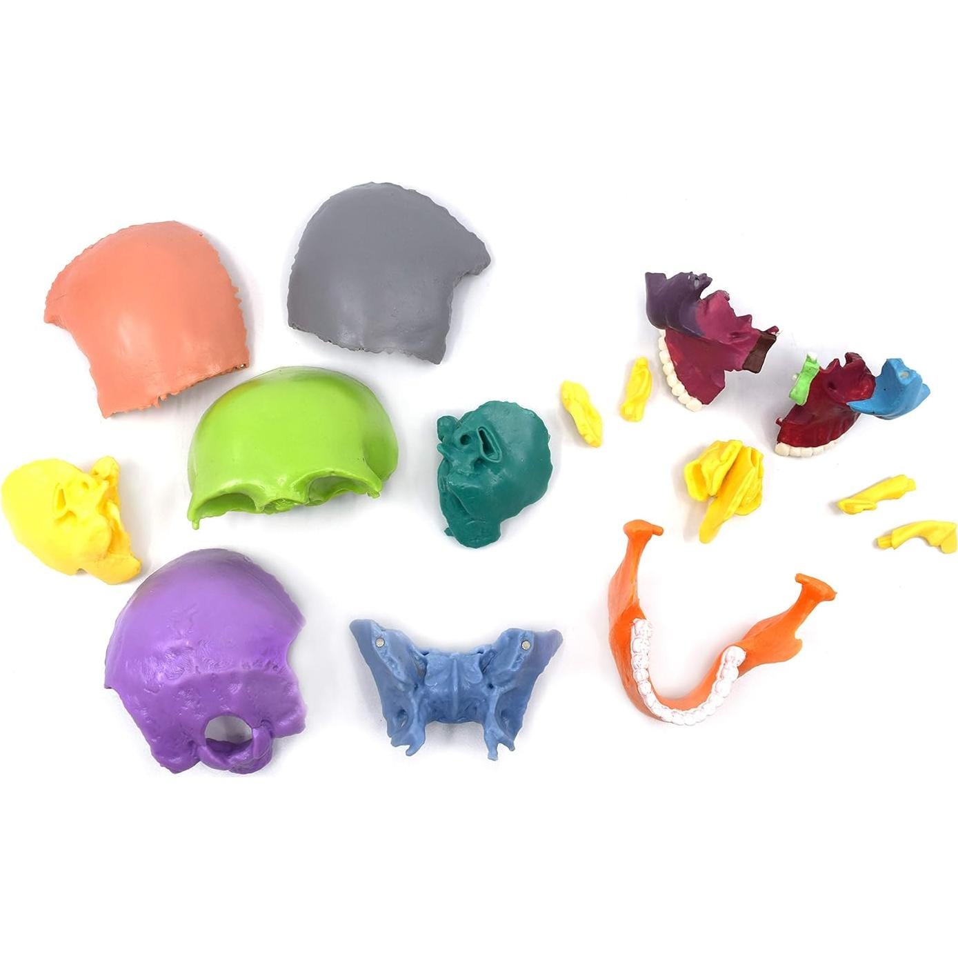 Modelo de Cráneo Didáctico Eisco Labs - Miniatura 15 Piezas