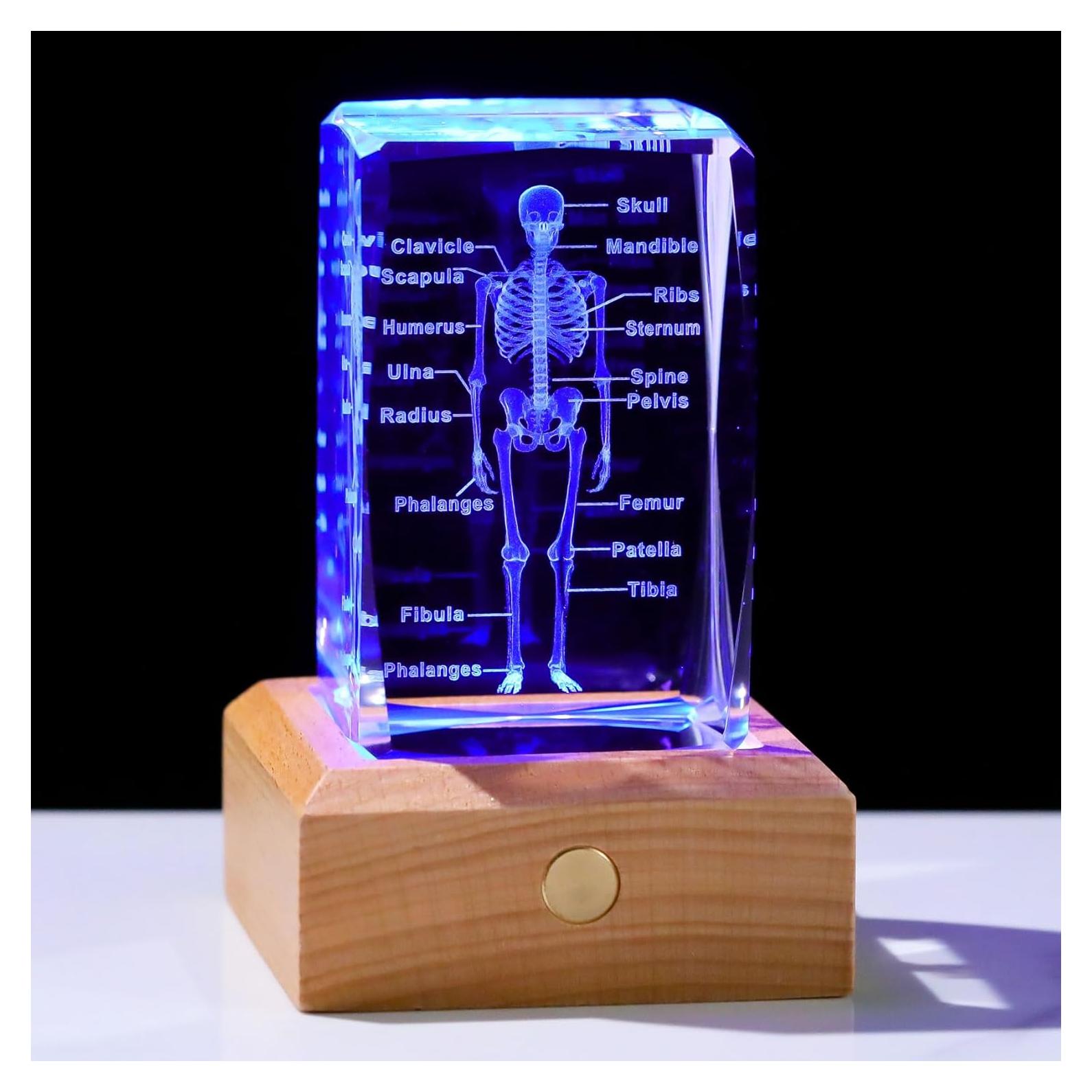 Modelo 3D de Esqueleto Humano en Cristal LED Arikyrist