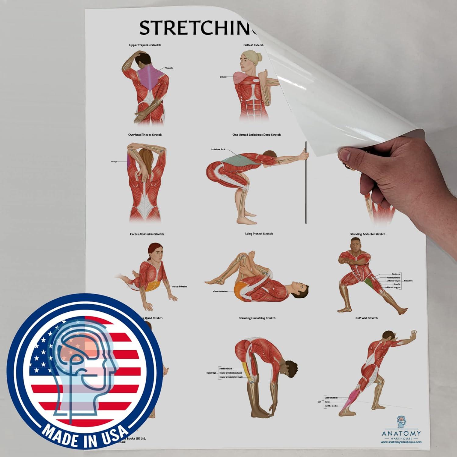 Póster de Anatomía de Estiramiento Anatomy Lab 43.9x57.2cm
