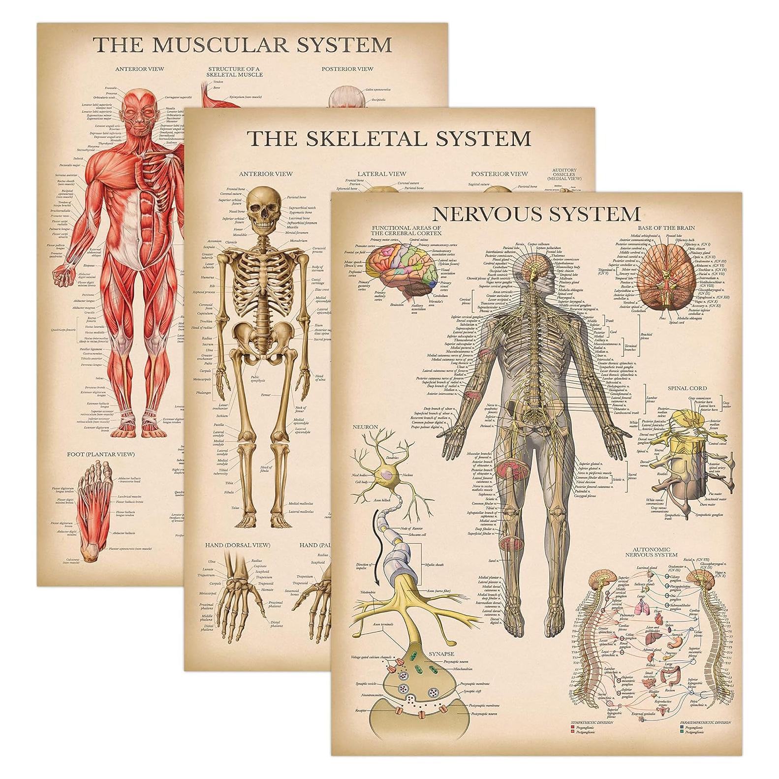 Póster de Anatomía Vintage Palace Learning 3 Laminado 45.7x61cm