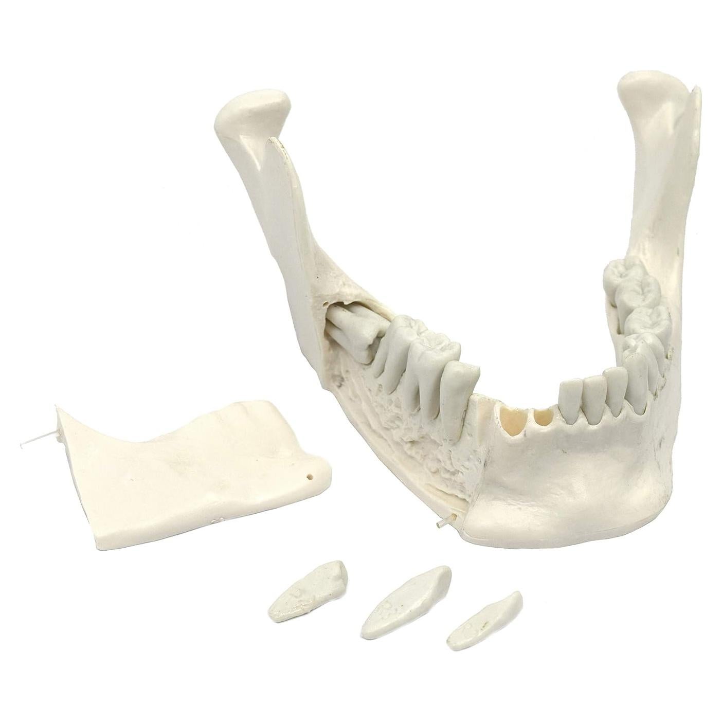 Modelo Mandíbula Inferior Eisco Labs 16 Dientes Extraíbles