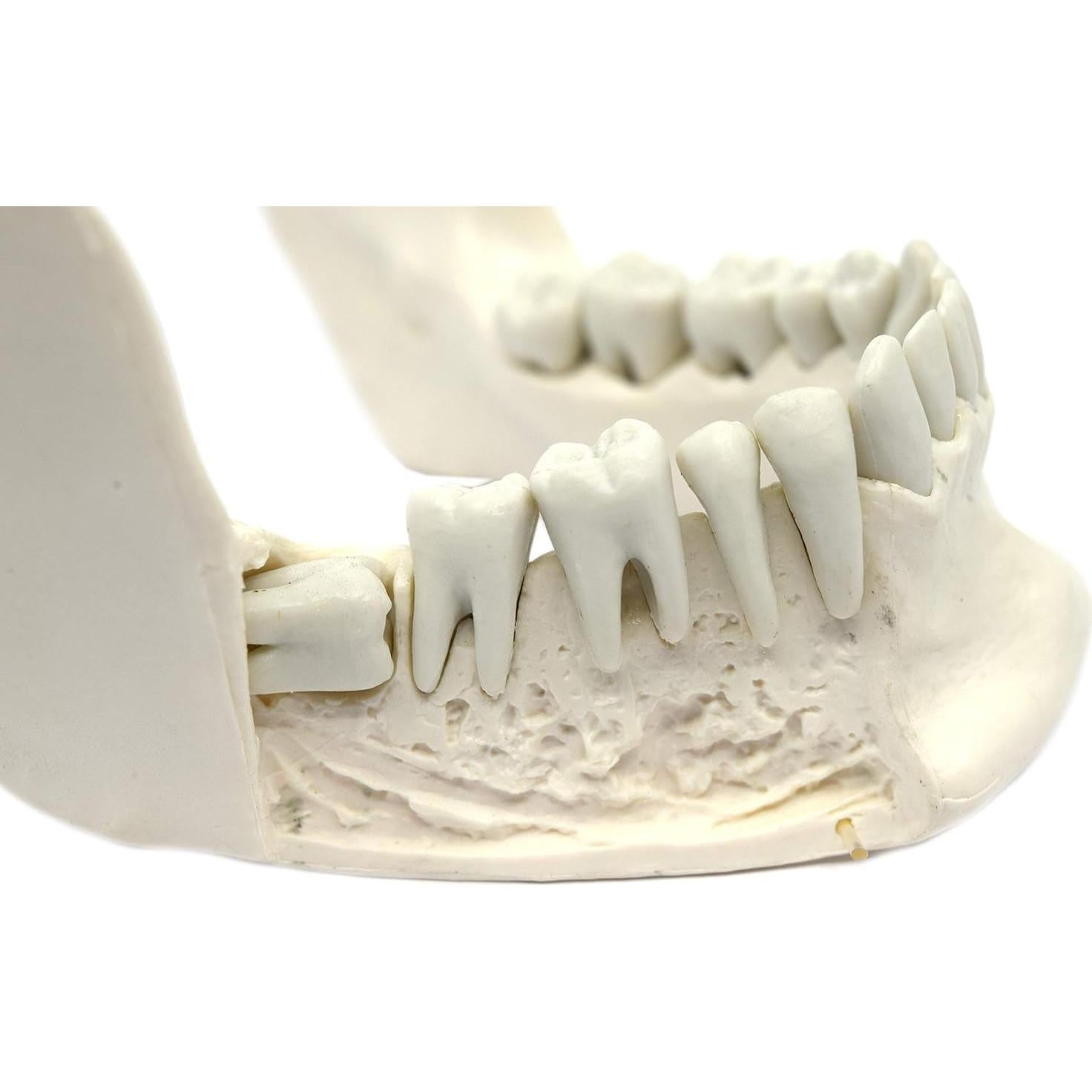 Modelo Mandíbula Inferior Eisco Labs 16 Dientes Extraíbles