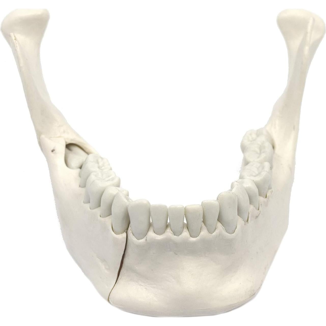Modelo Mandíbula Inferior Eisco Labs 16 Dientes Extraíbles