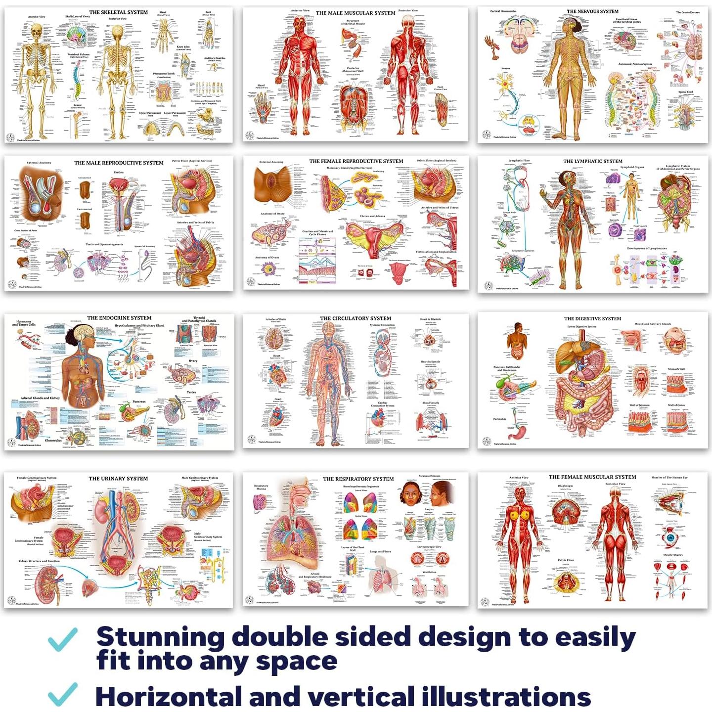 12 Pósters de Anatomía Humana Laminados - The Art of Science