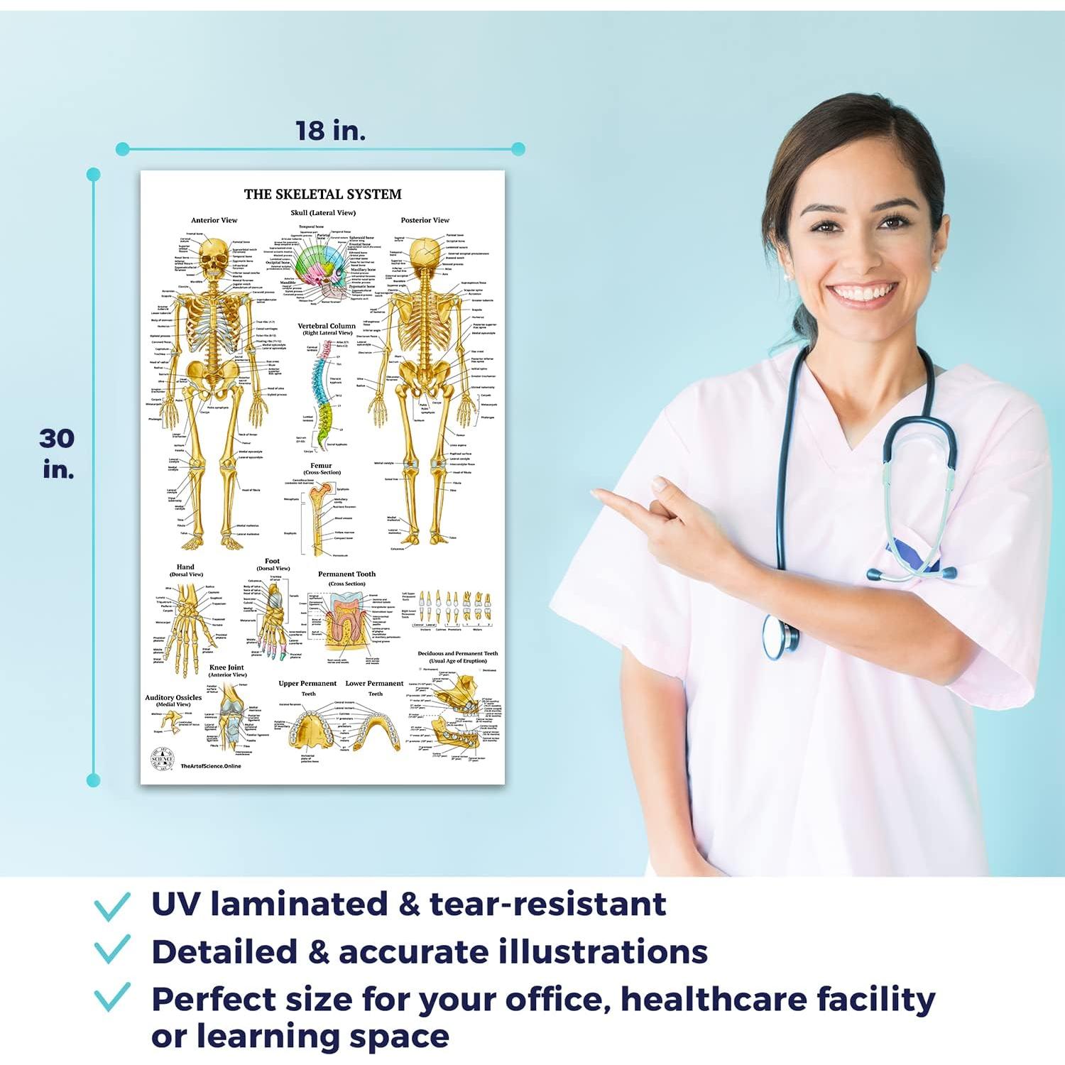 12 Pósters de Anatomía Humana Laminados - The Art of Science