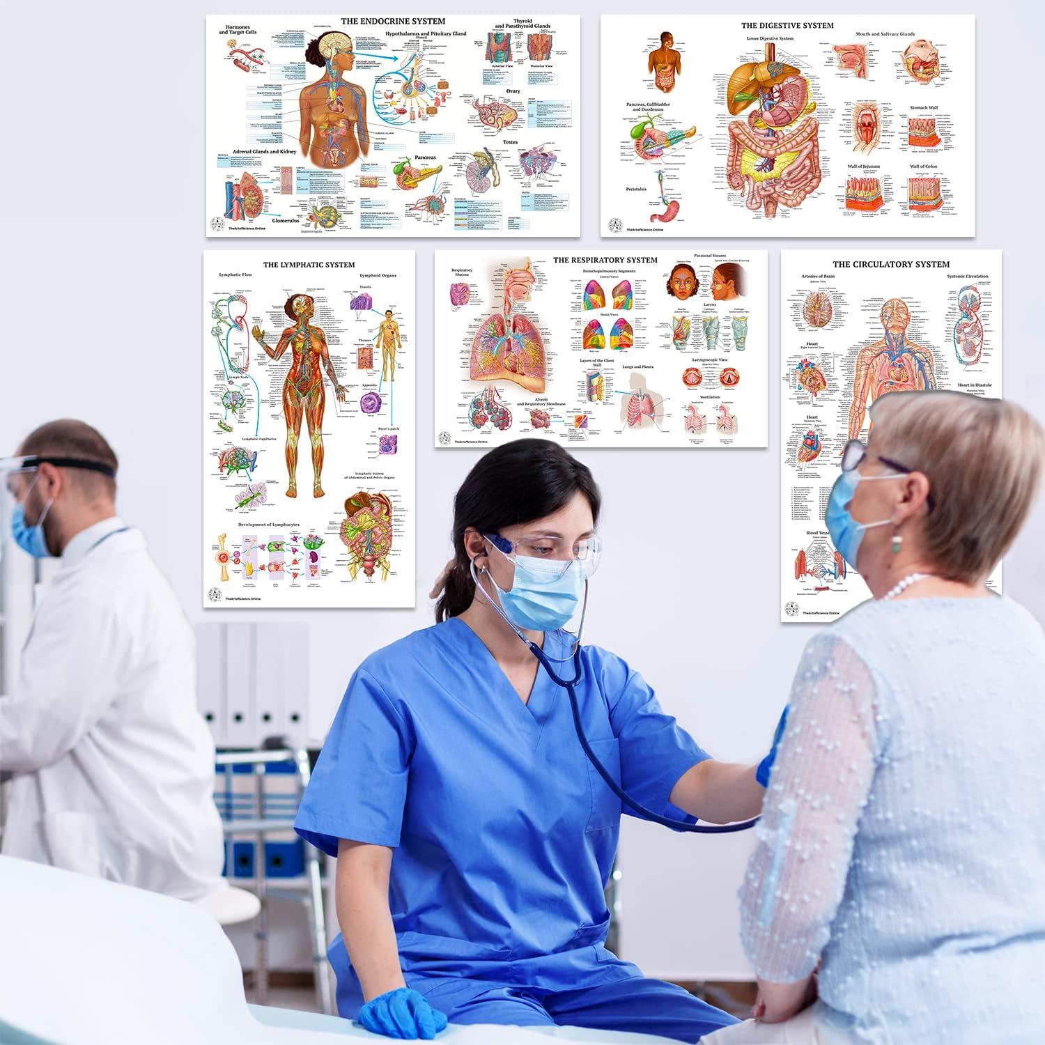 12 Pósters de Anatomía Humana Laminados - The Art of Science