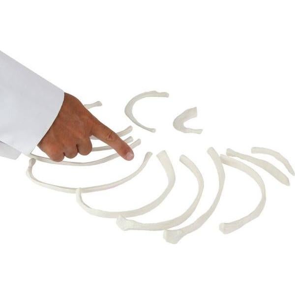 Conjunto de 12 Costillas Disarticuladas Axis Scientific - Derecha