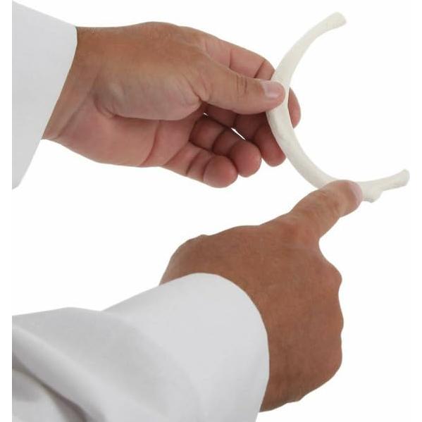 Conjunto de 12 Costillas Disarticuladas Axis Scientific - Derecha