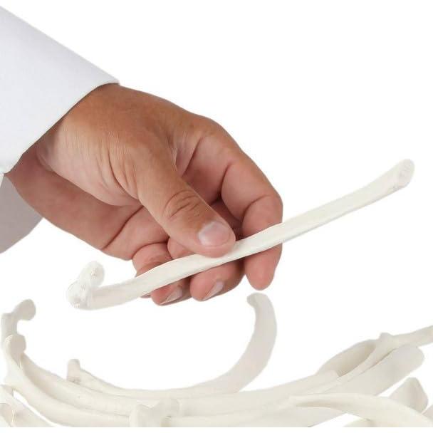 Conjunto de 12 Costillas Disarticuladas Axis Scientific - Derecha