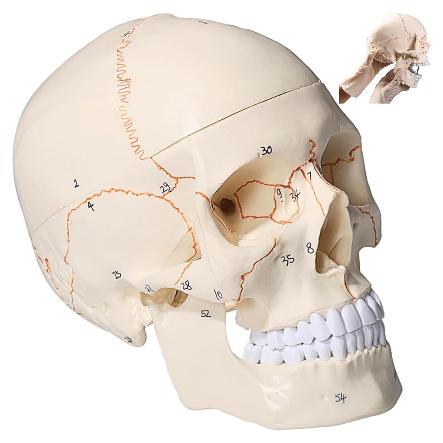 Modelo de Cráneo Humano Atolearn 1:1 con Puntero y Manual
