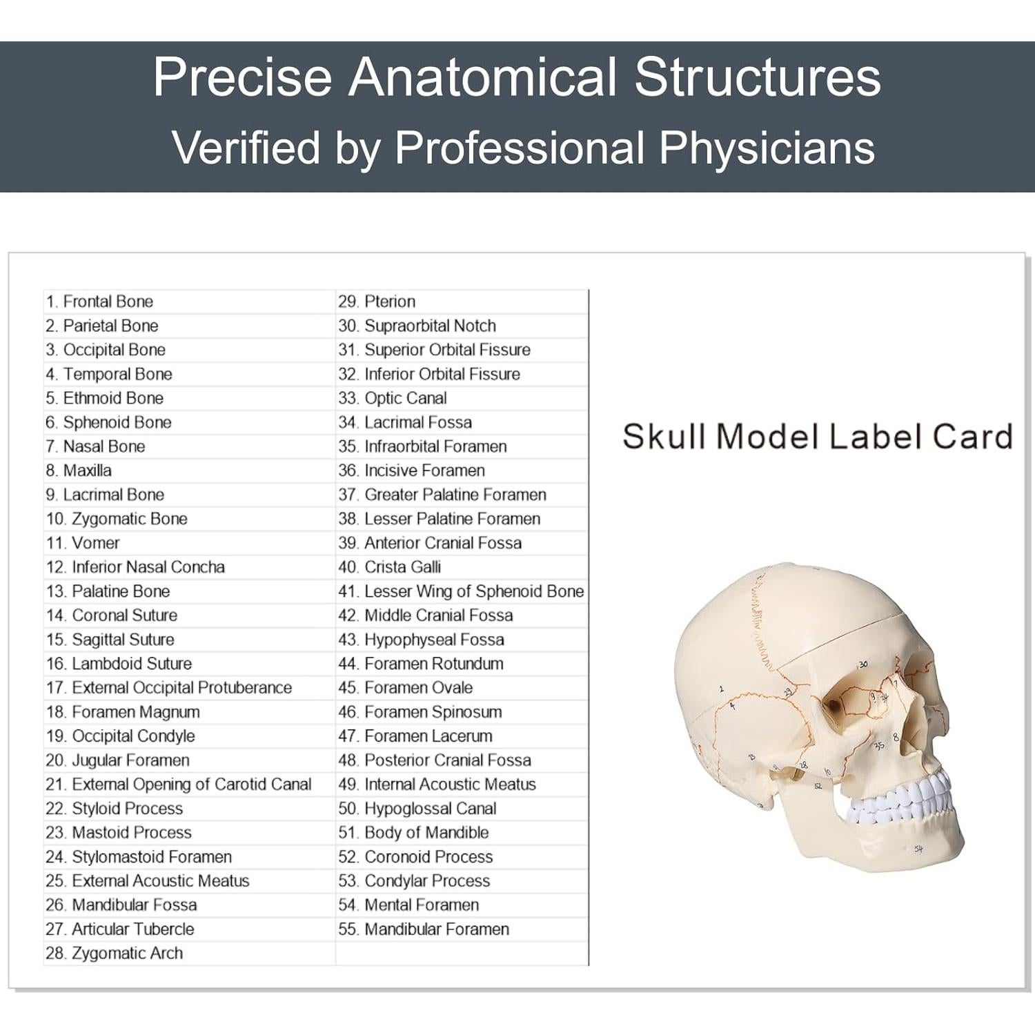 Modelo de Cráneo Humano Atolearn 1:1 con Puntero y Manual