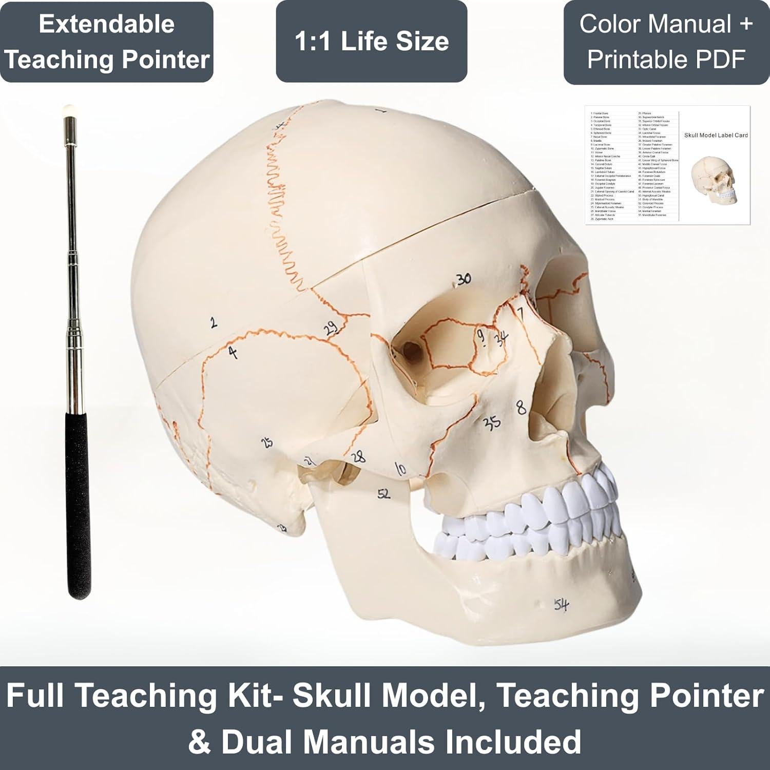 Modelo de Cráneo Humano Atolearn 1:1 con Puntero y Manual
