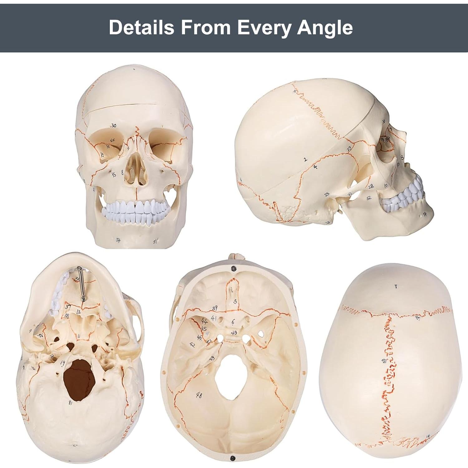 Modelo de Cráneo Humano Atolearn 1:1 con Puntero y Manual