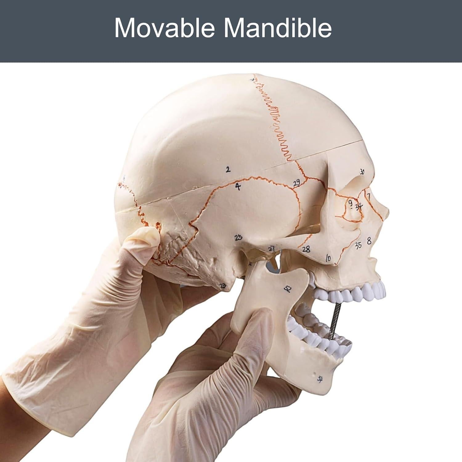 Modelo de Cráneo Humano Atolearn 1:1 con Puntero y Manual