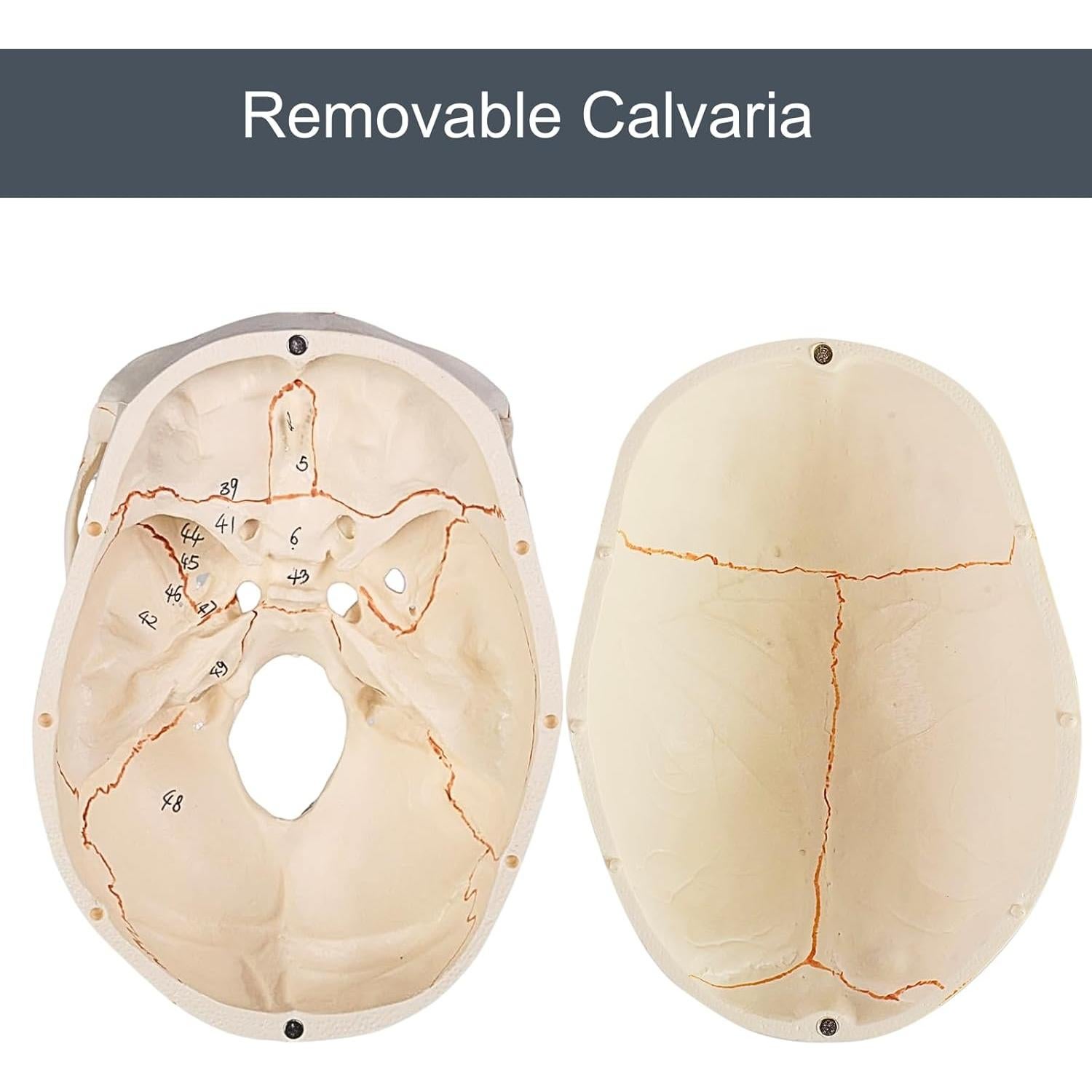 Modelo de Cráneo Humano Atolearn 1:1 con Puntero y Manual