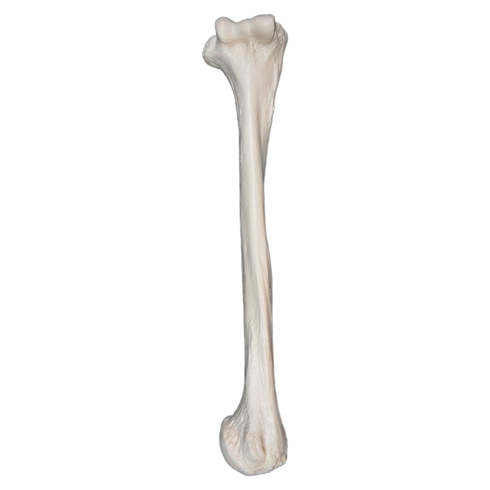 Modelo de Húmero Derecho hBARSCI - Réplica Anatómica 31.75cm