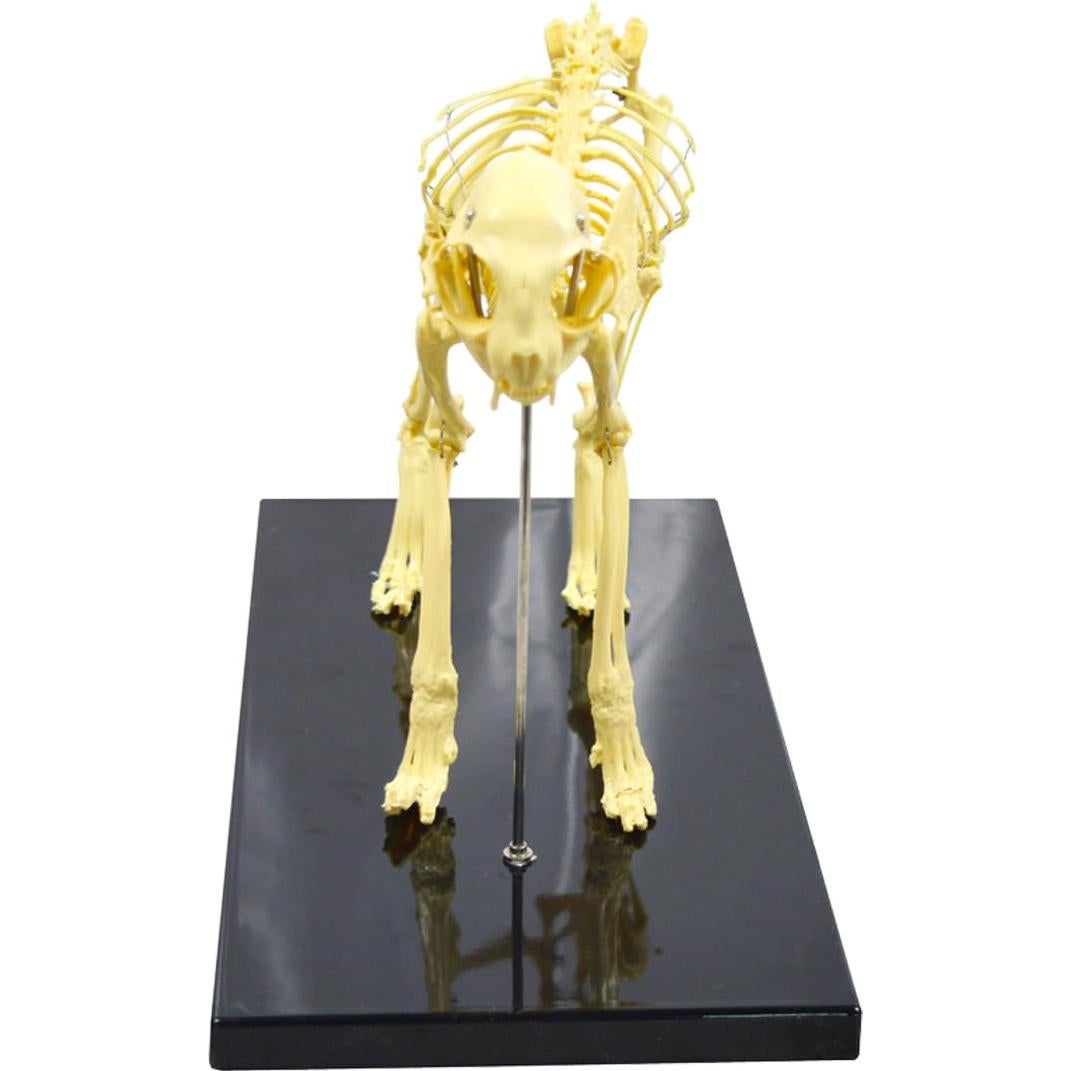 Esqueleto Felino PVC INTBUYING 49 cm - Modelo Realista