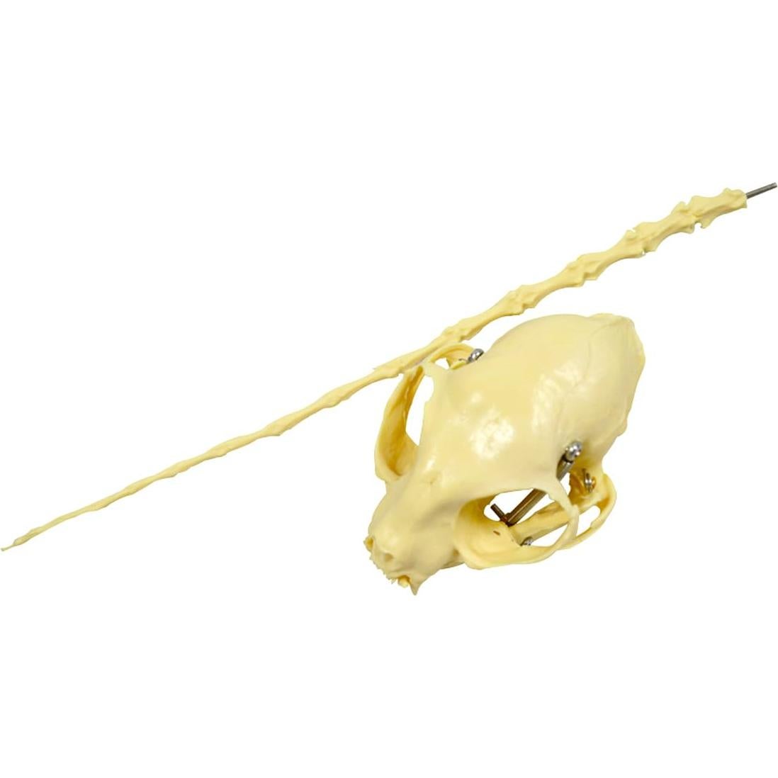 Esqueleto Felino PVC INTBUYING 49 cm - Modelo Realista