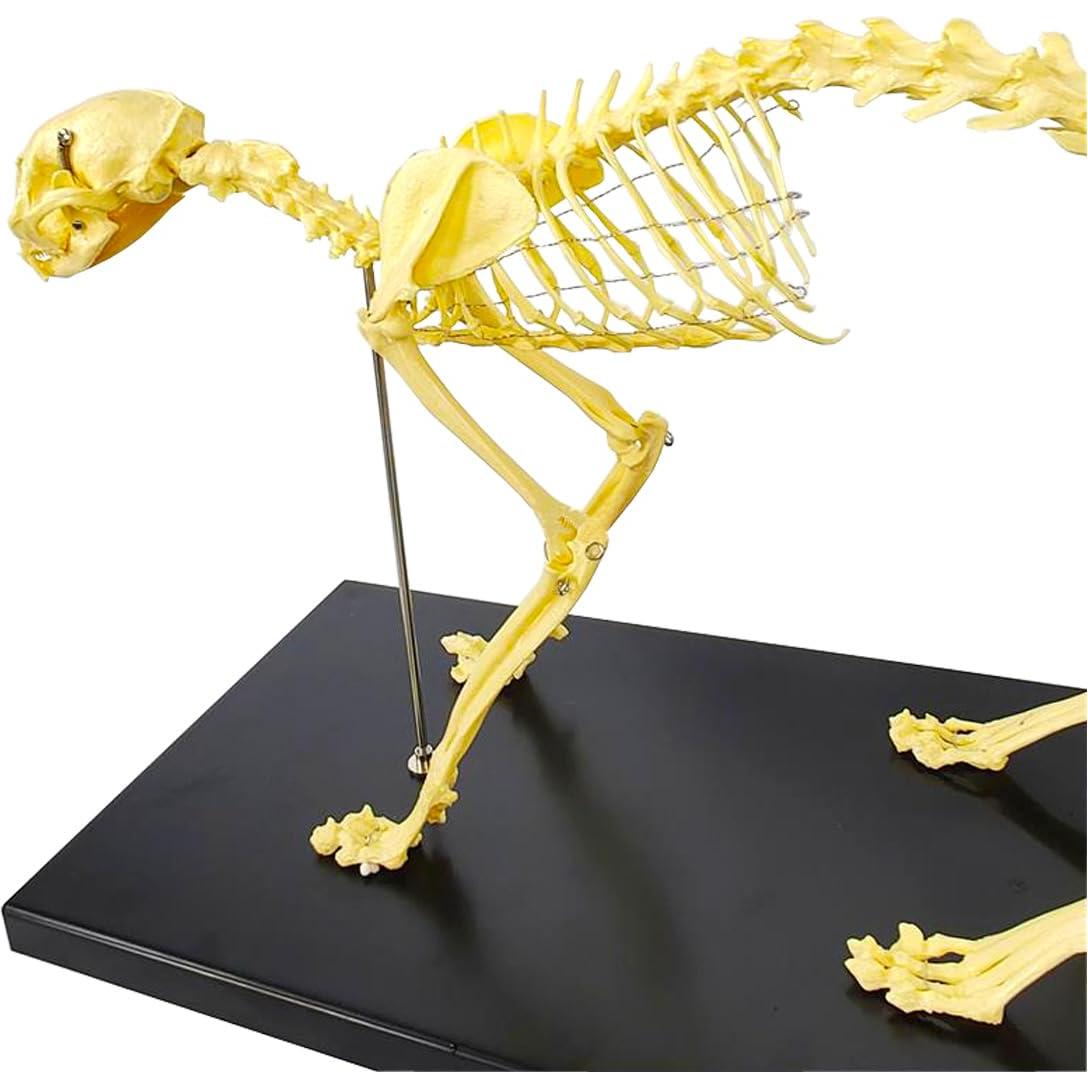 Esqueleto Felino PVC INTBUYING 49 cm - Modelo Realista