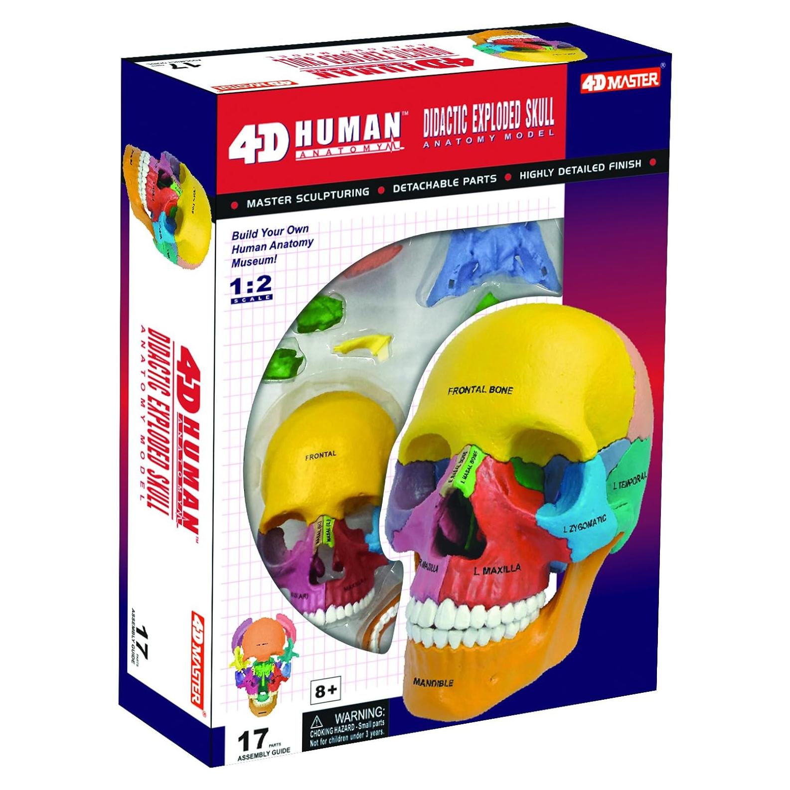 Modelo Didáctico Cráneo 4D Master 26087 17 Piezas