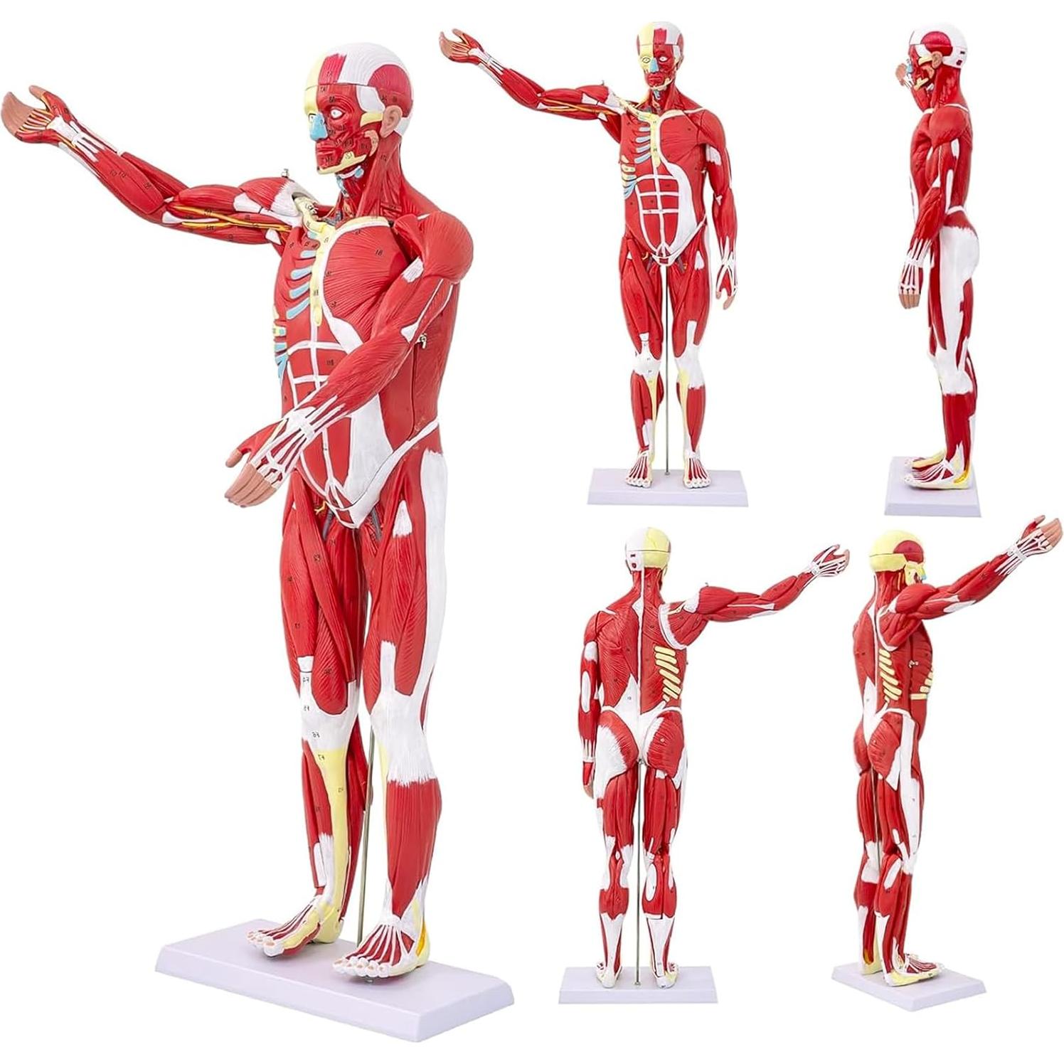 Modelo de Anatomía Humana de Músculos SOEPOTIX 27 Piezas 83.82 cm